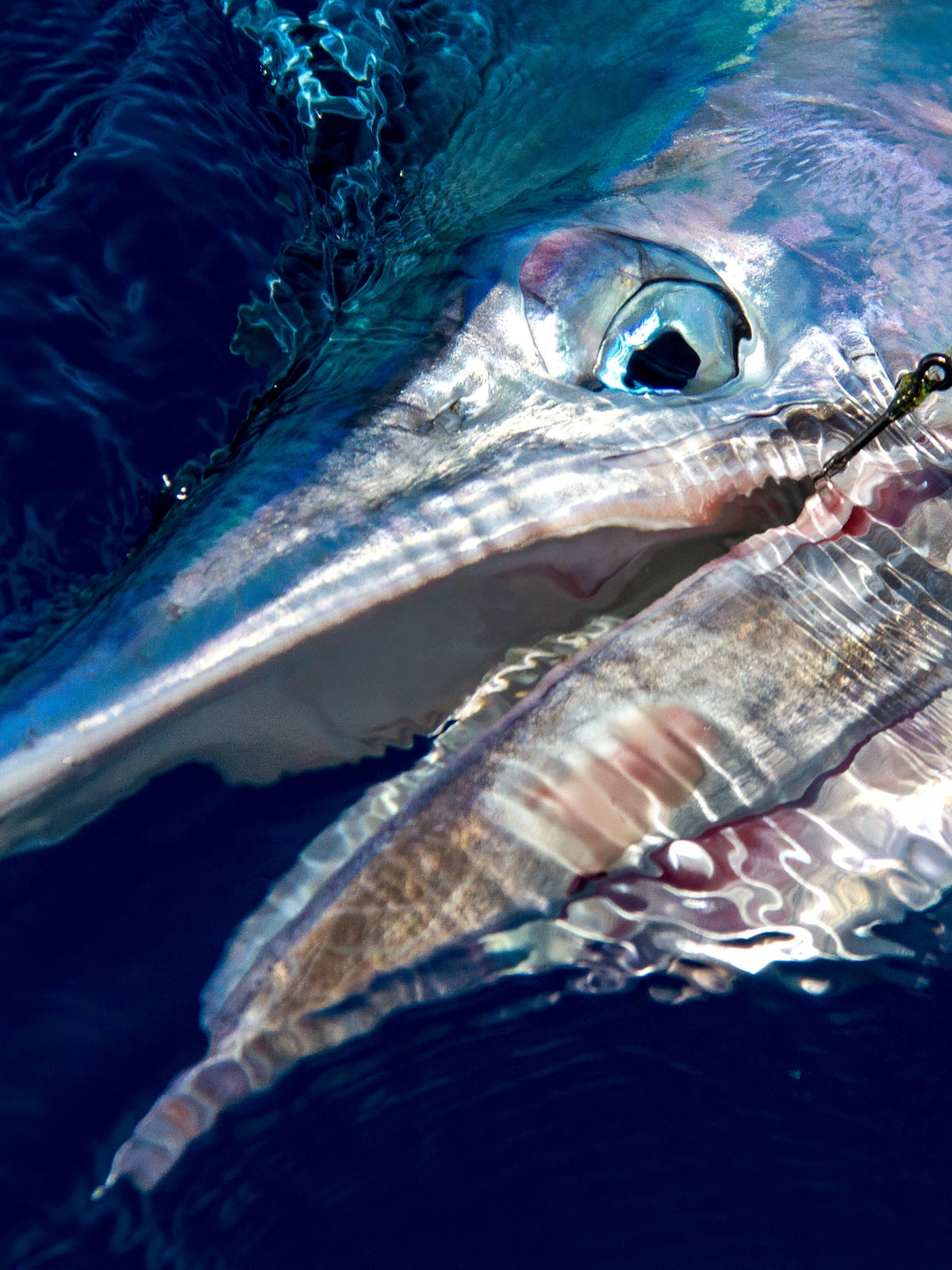 Fish Prints at Horsepower: Bringing Sportfishing Imagery to Life