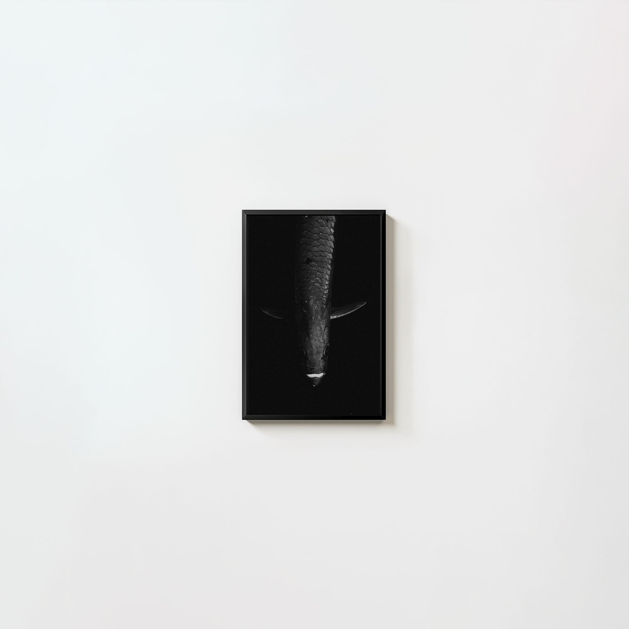 Tarpon: 'Dark Side Of The King' (6 Left!)