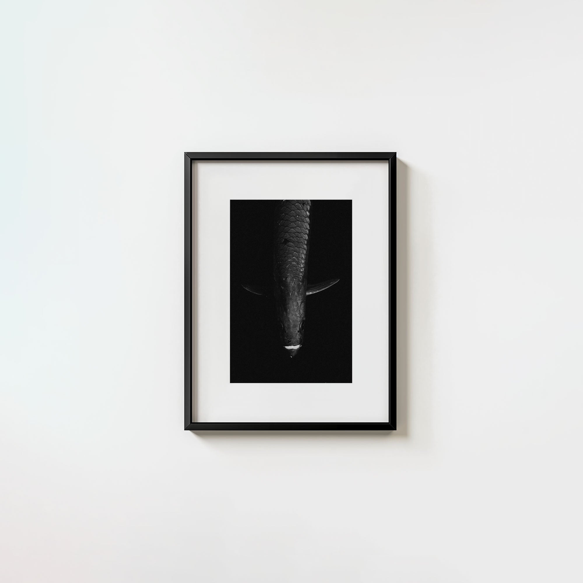 Tarpon: 'Dark Side Of The King' (6 Left!)