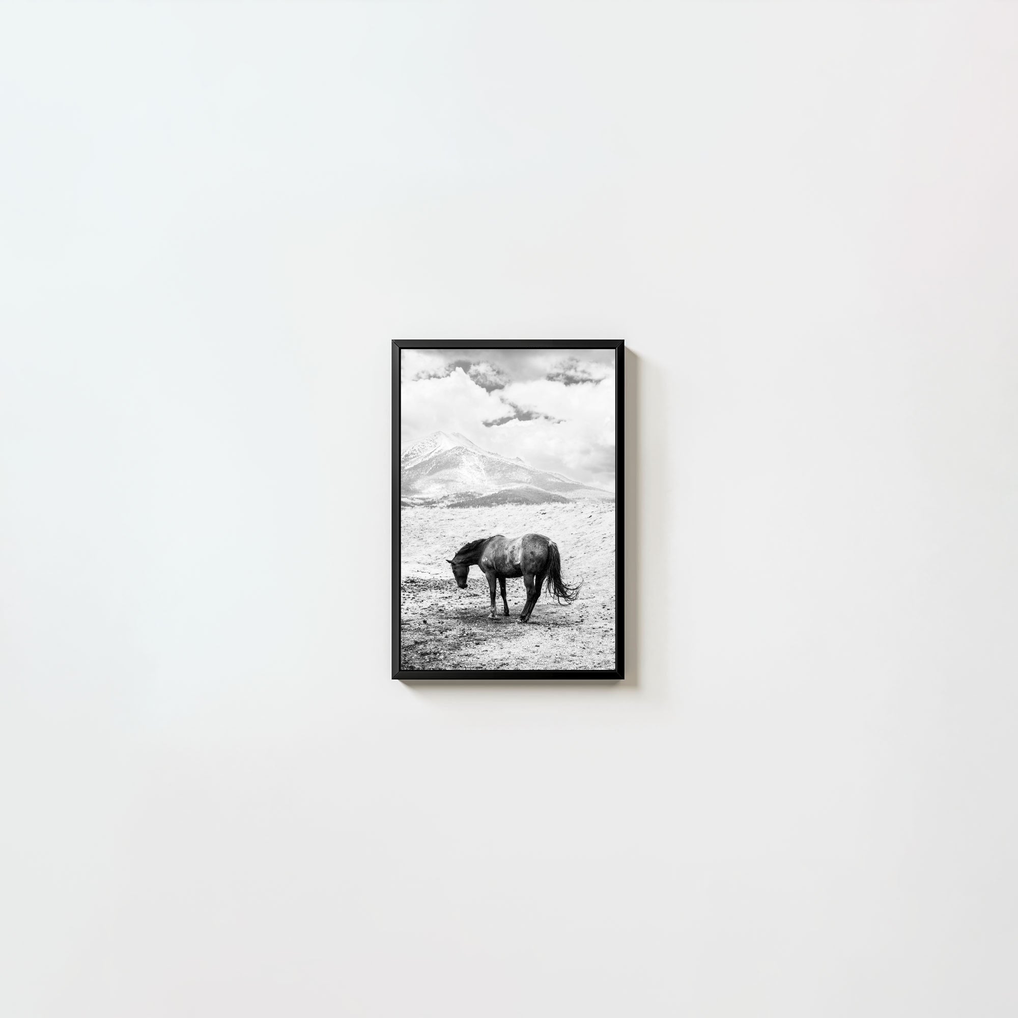 A Horse Named Sturgill
