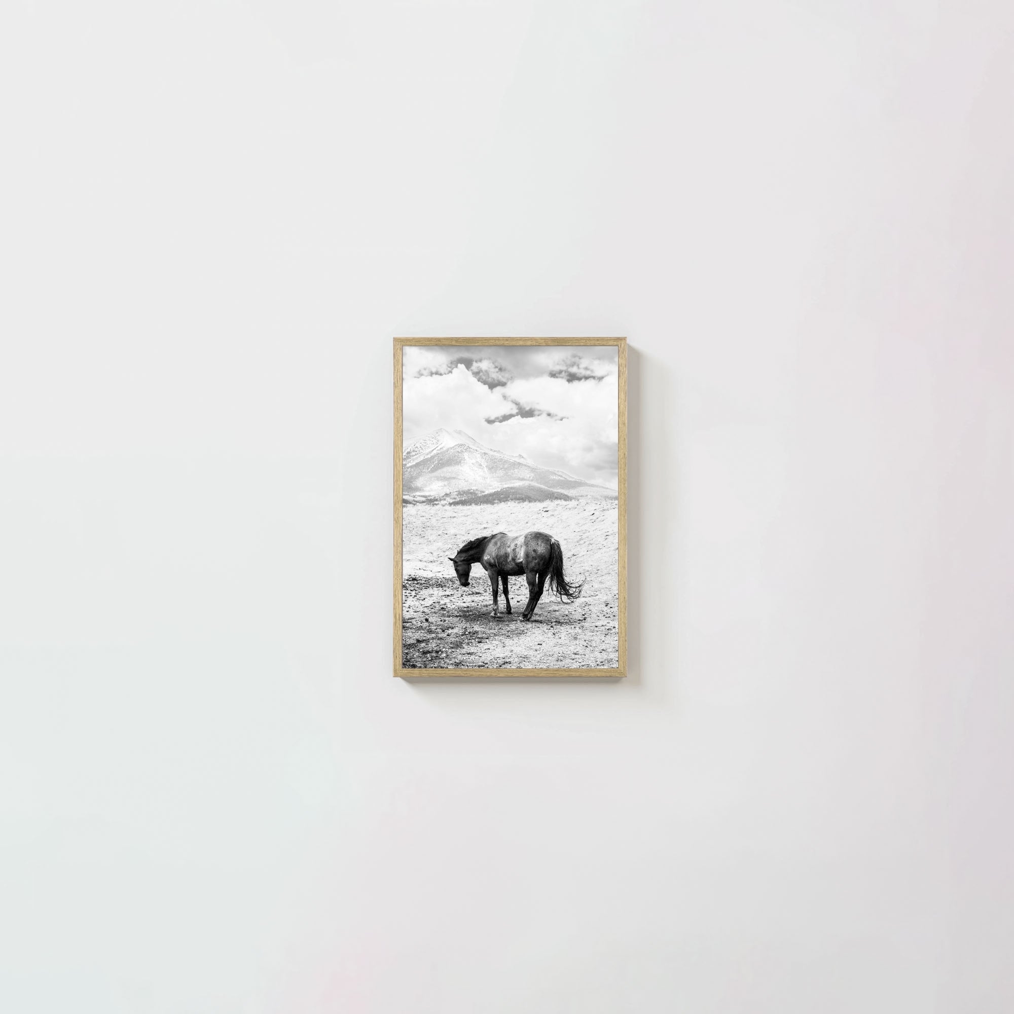 A Horse Named Sturgill