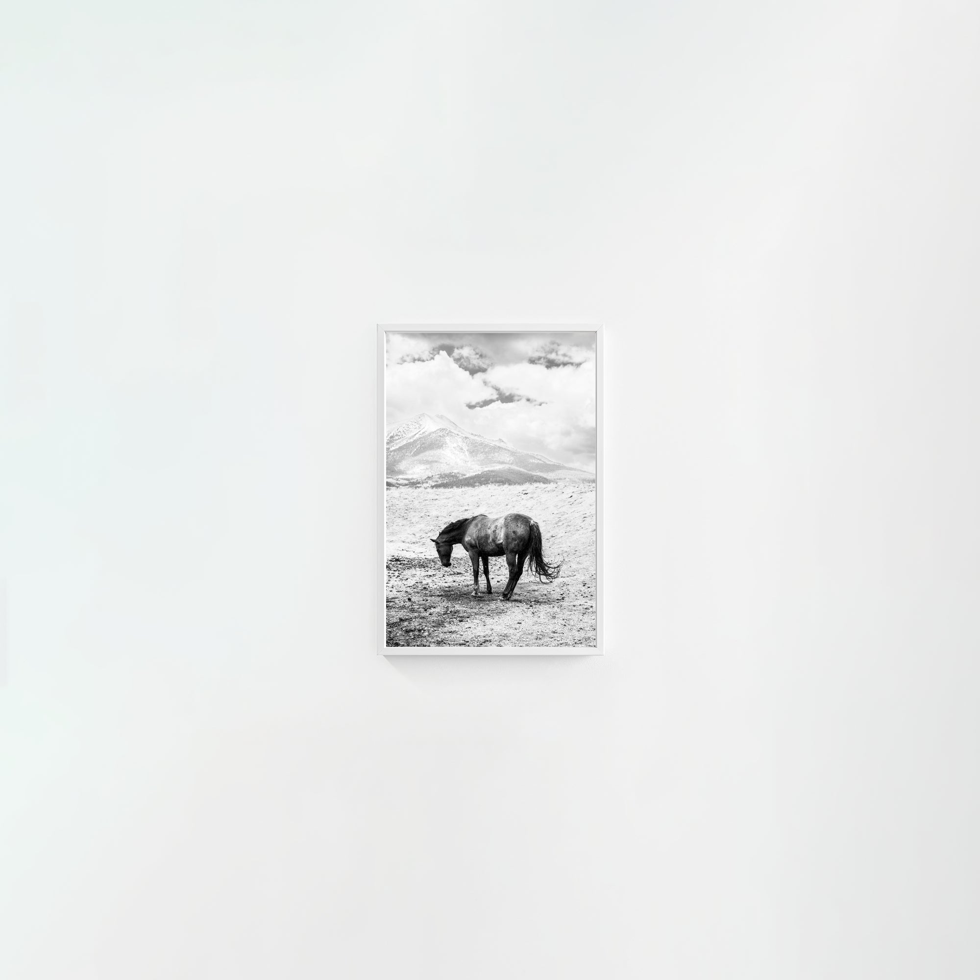 A Horse Named Sturgill