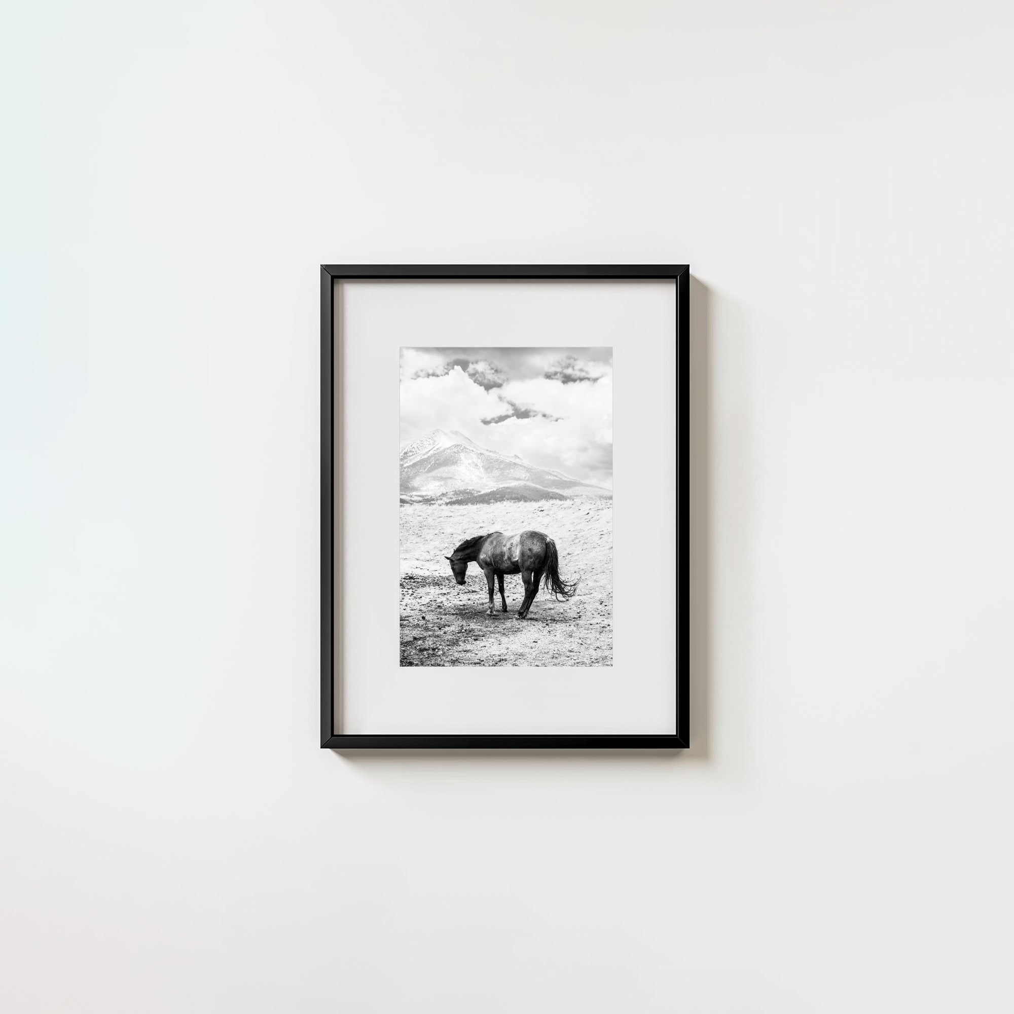 A Horse Named Sturgill