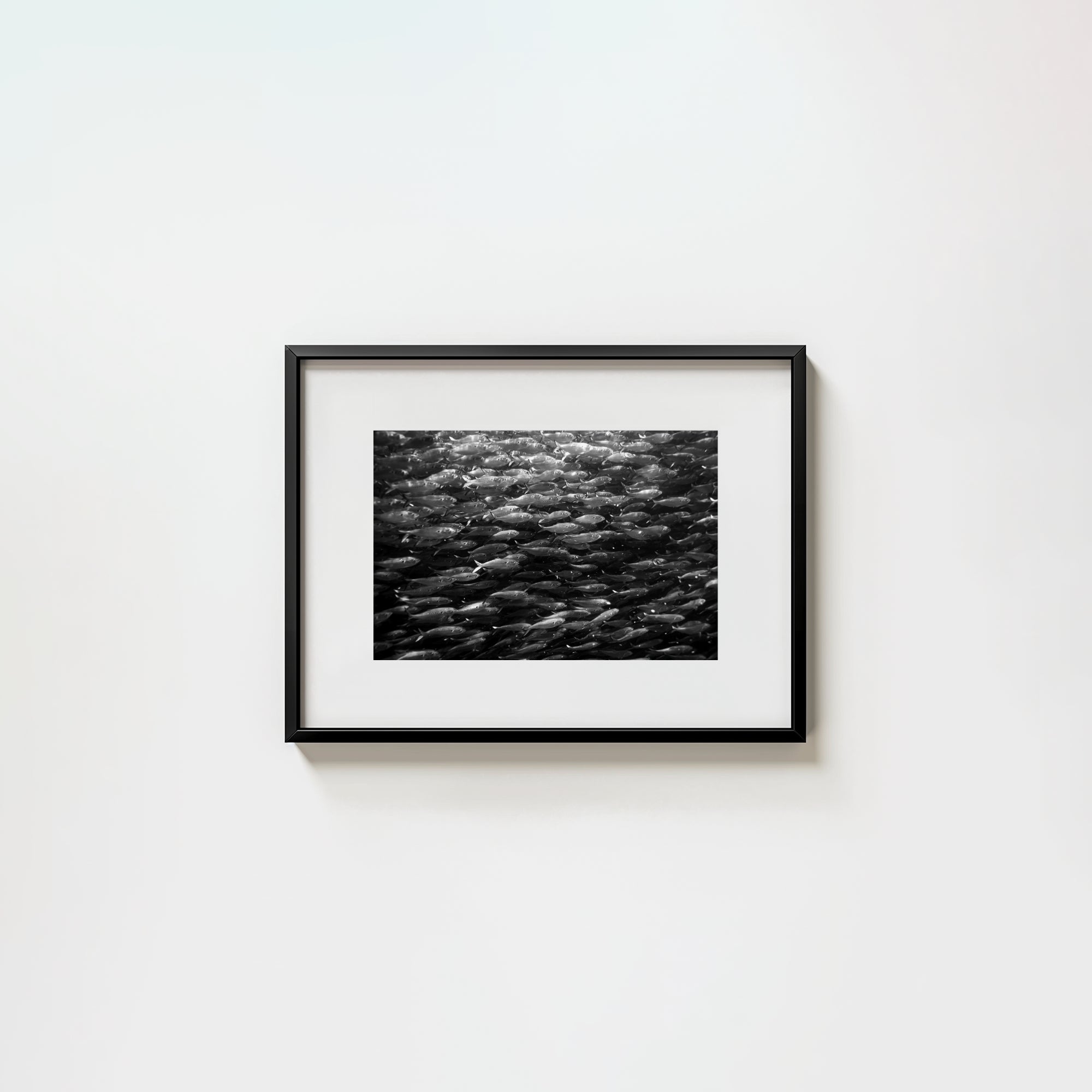 Swimming with Menhaden