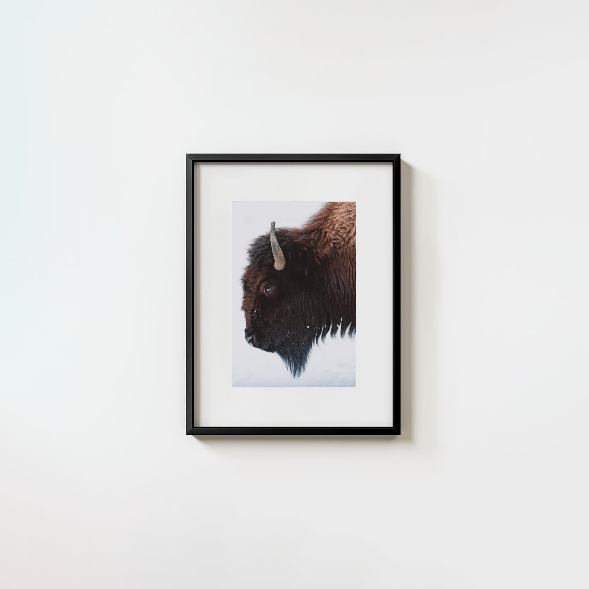 A Bison's Portrait