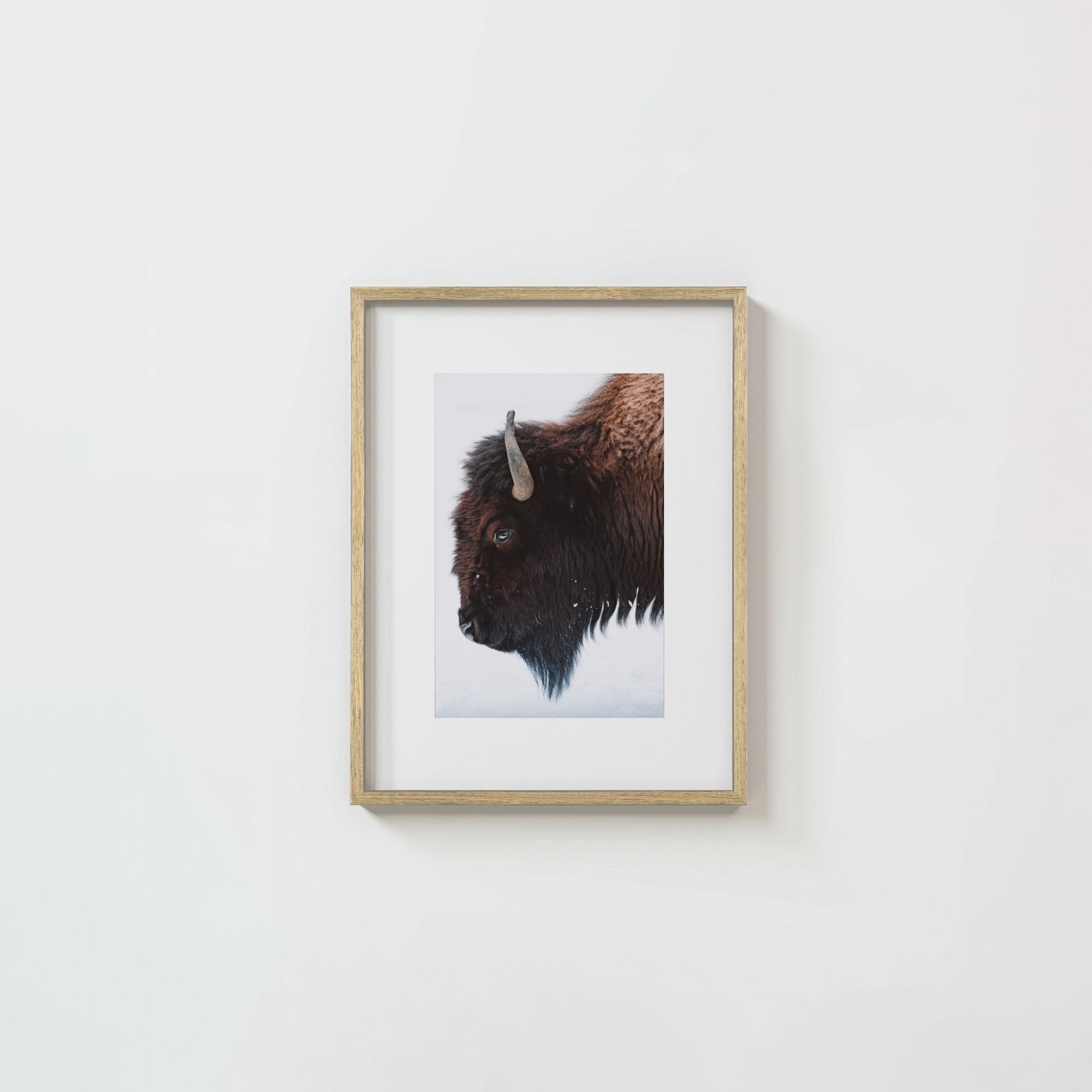 A Bison's Portrait