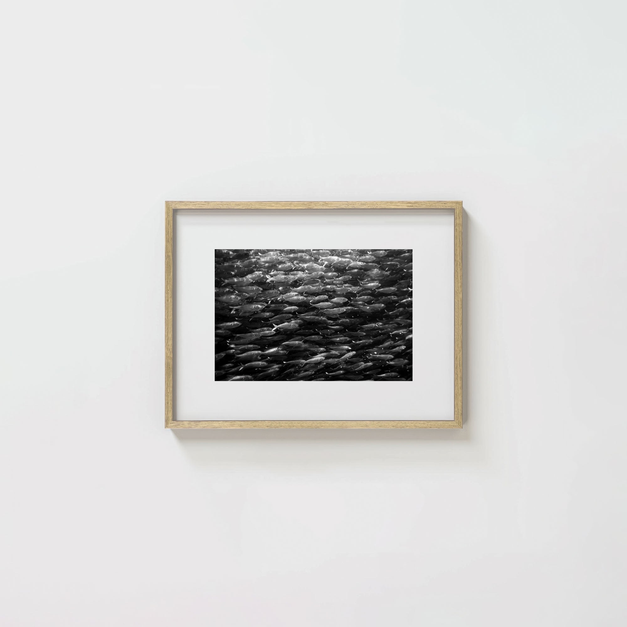 Swimming with Menhaden