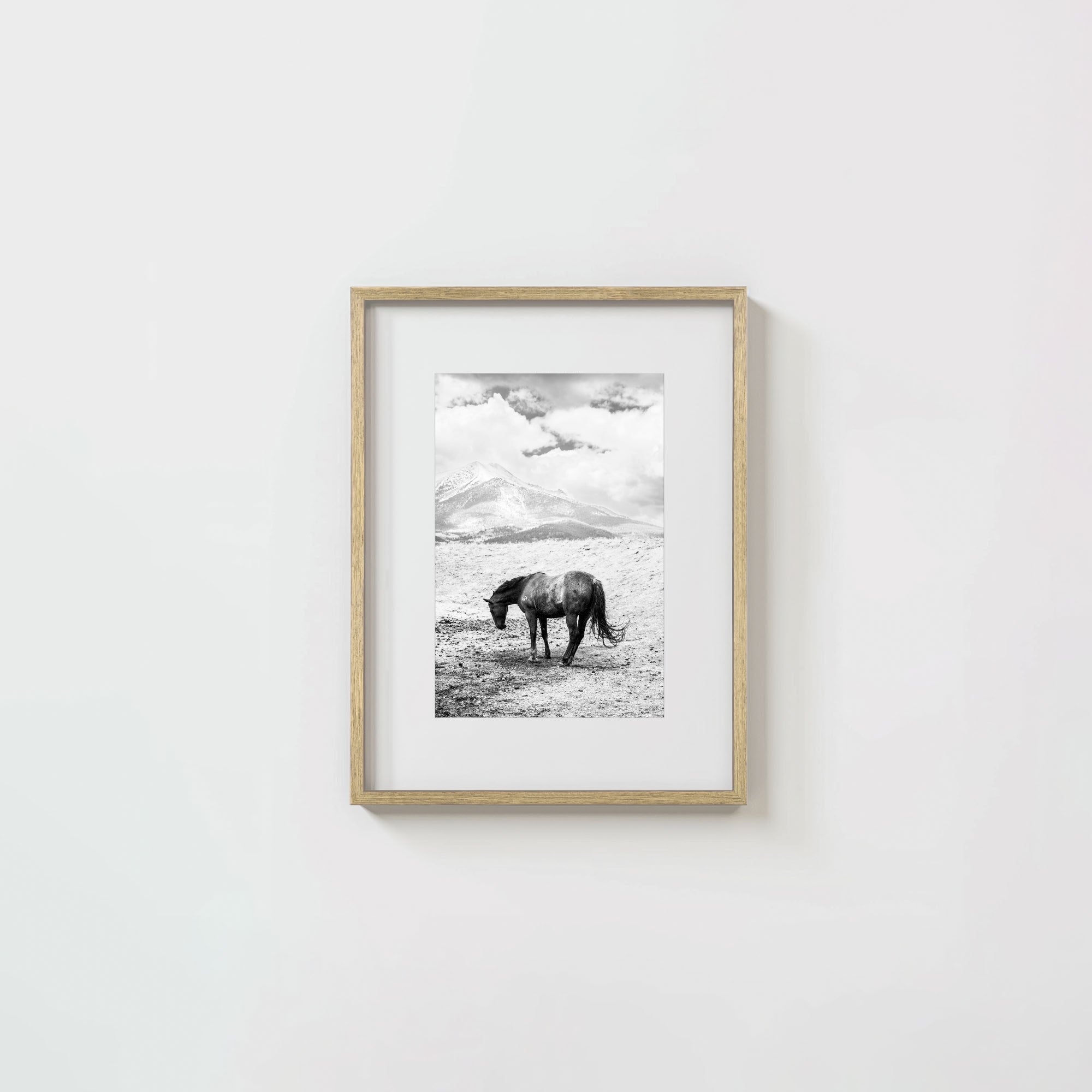 A Horse Named Sturgill
