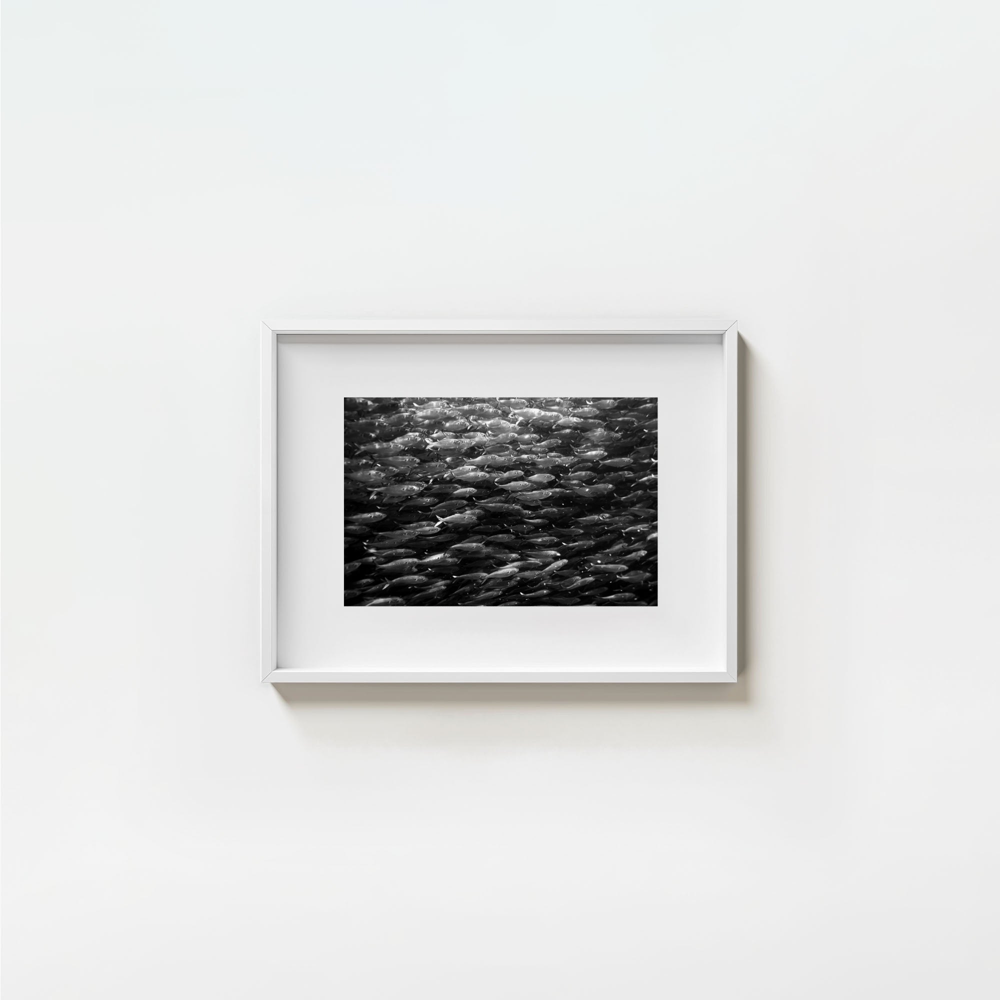 Swimming with Menhaden