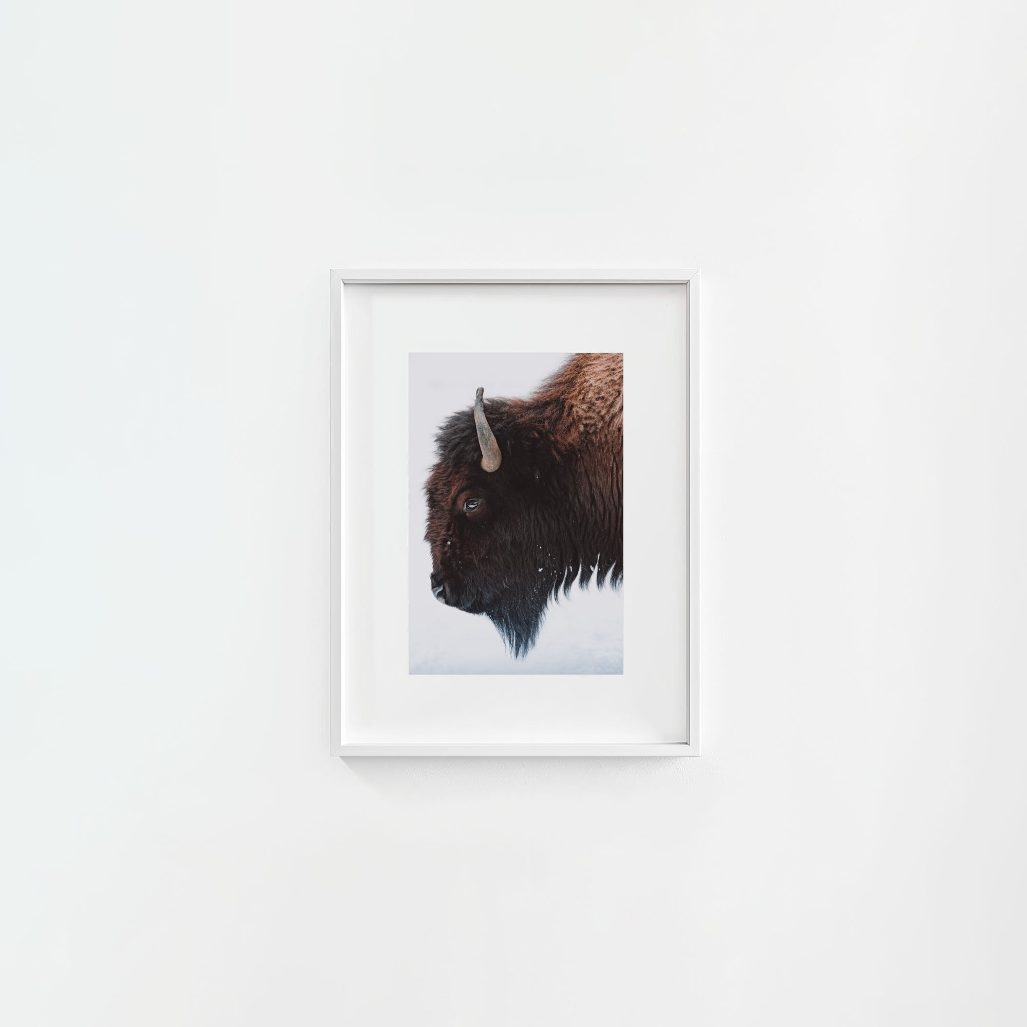 A Bison's Portrait