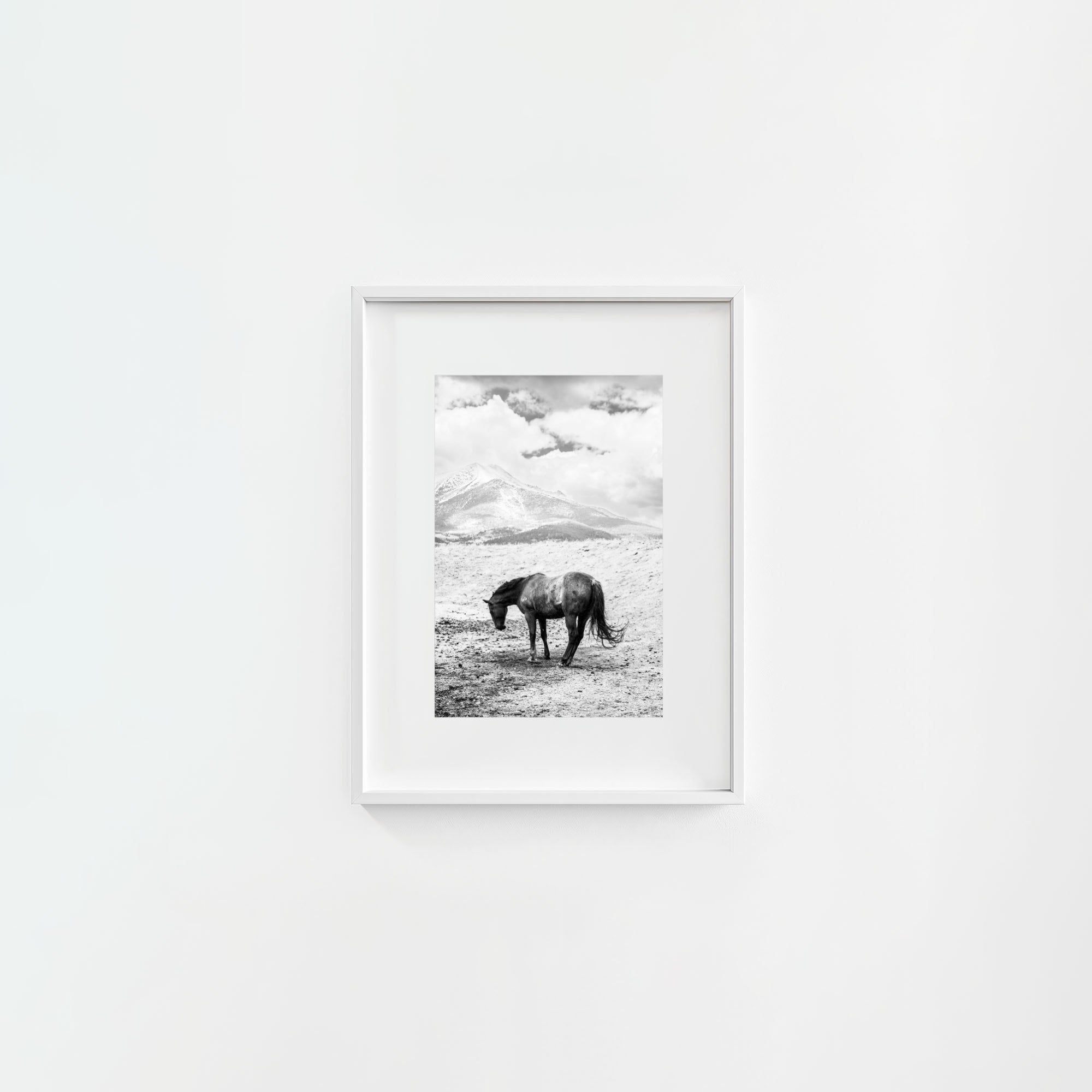 A Horse Named Sturgill