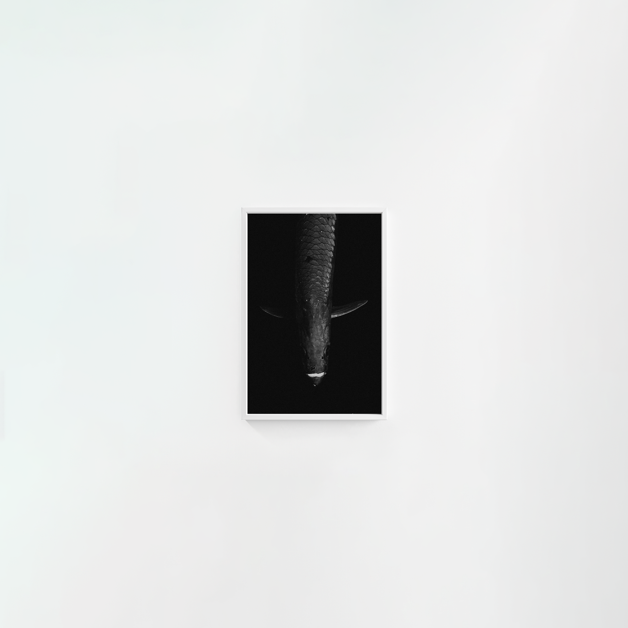 Tarpon: 'Dark Side Of The King' (6 Left!)