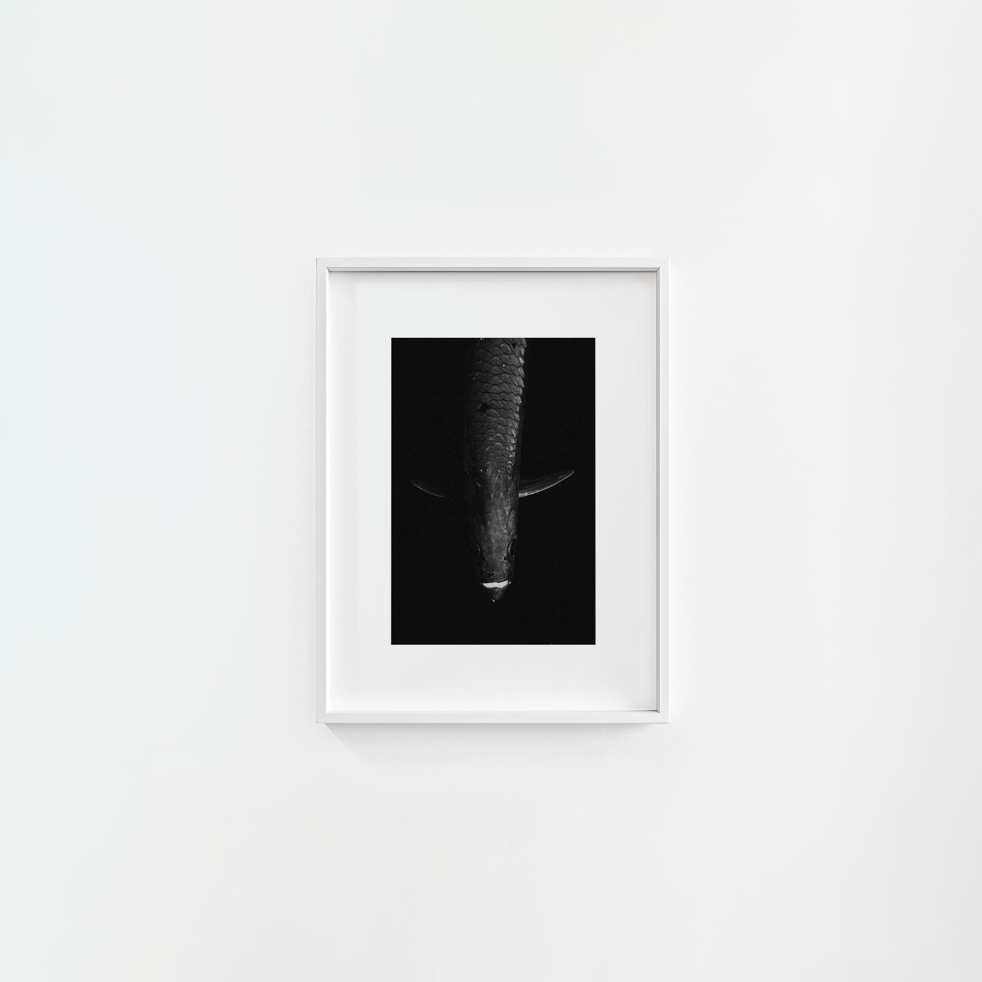 Tarpon: 'Dark Side Of The King' (6 Left!)