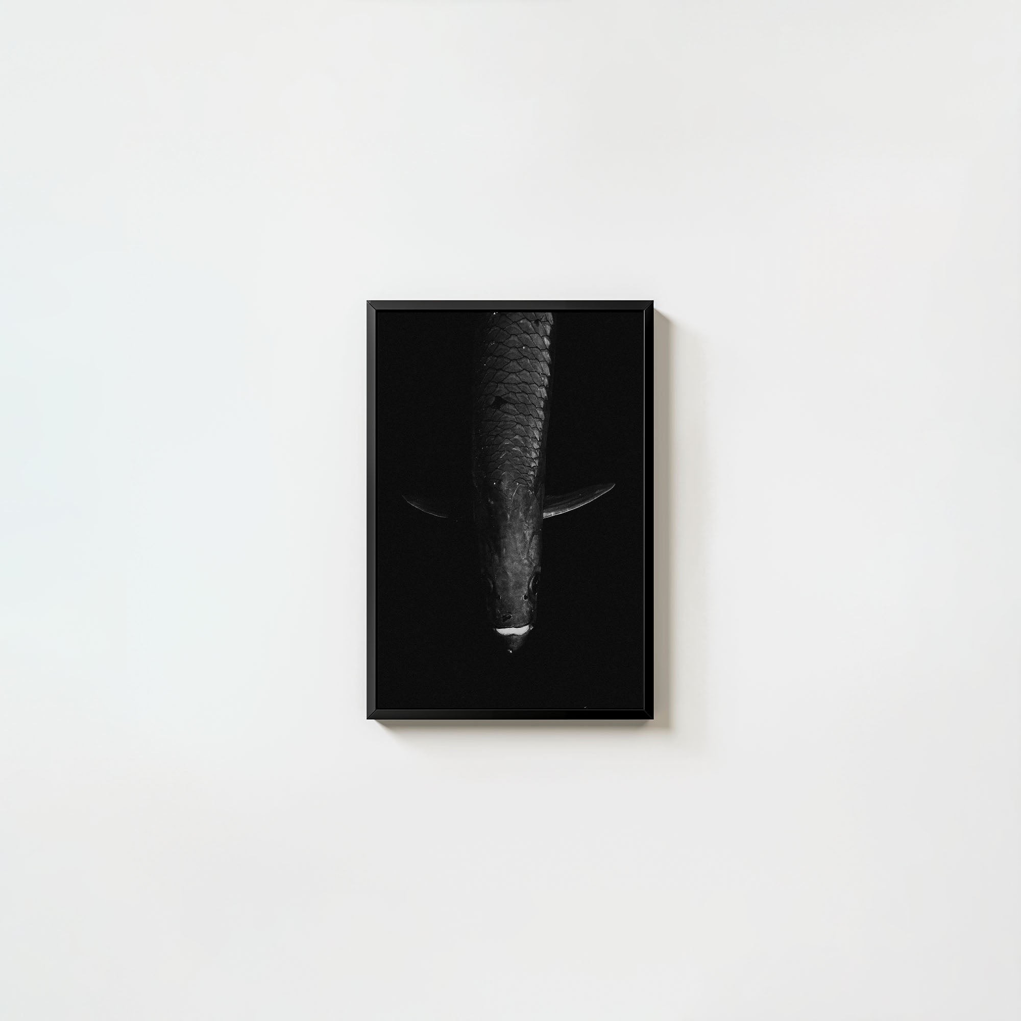 Tarpon: 'Dark Side Of The King' (6 Left!)