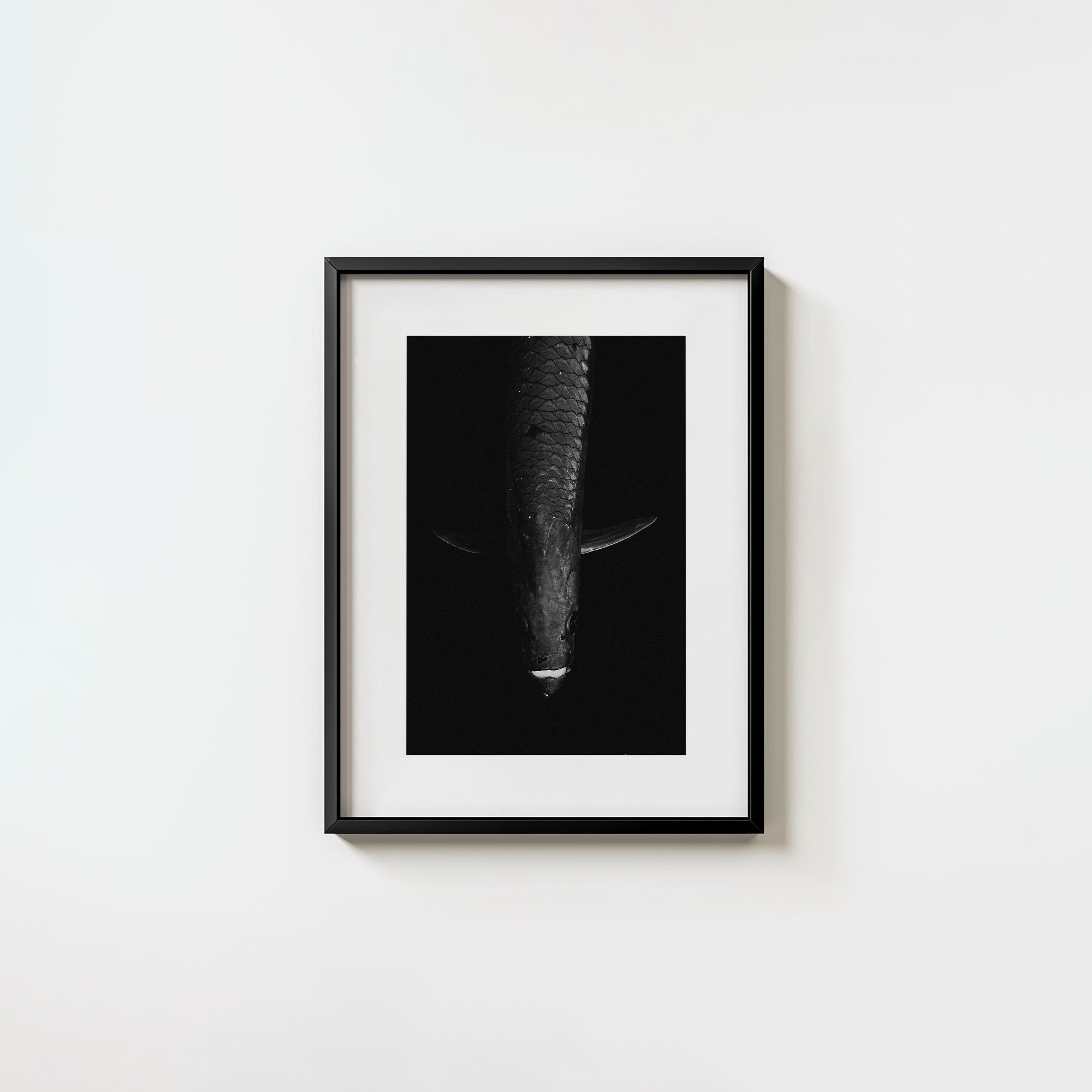 Tarpon: 'Dark Side Of The King' (6 Left!)