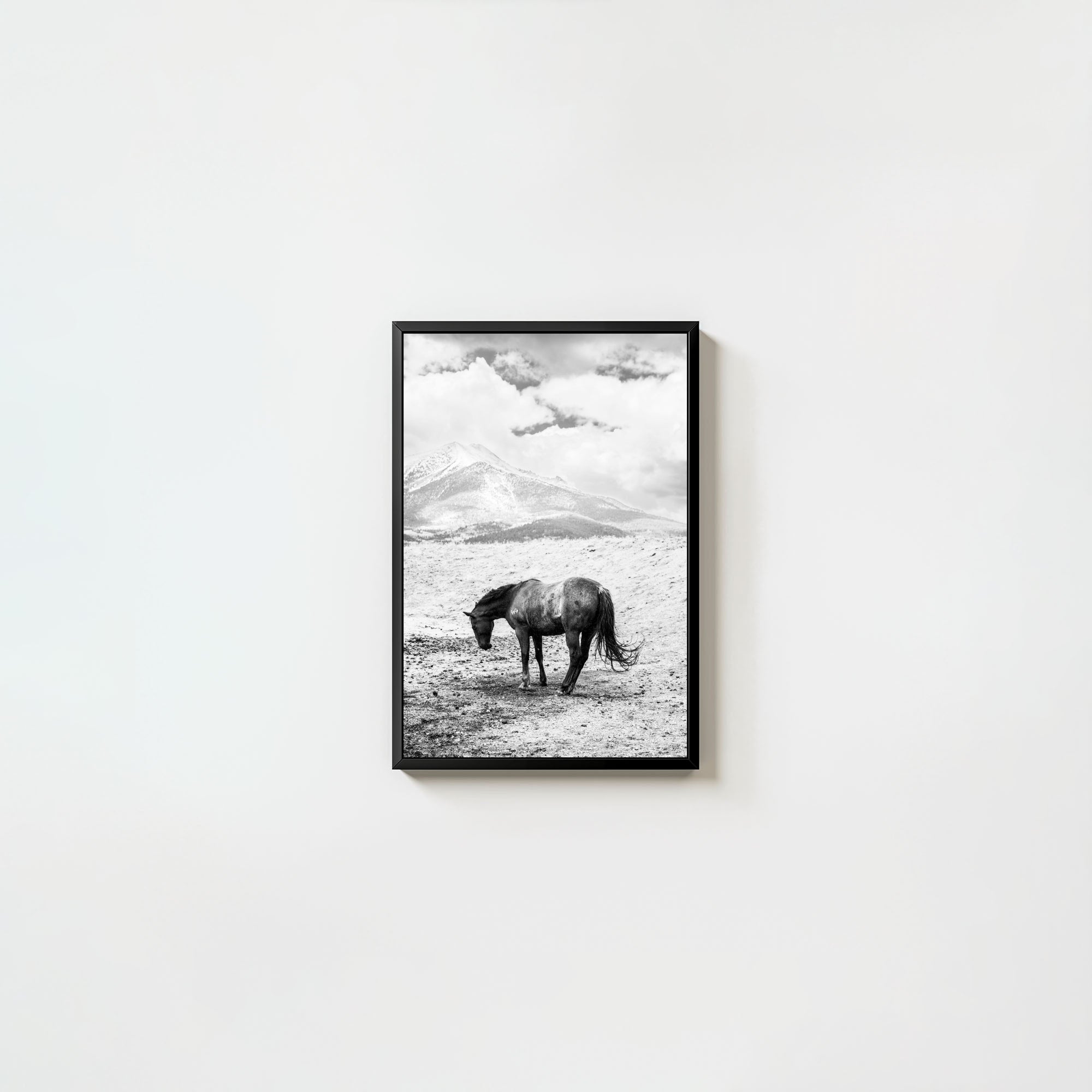 A Horse Named Sturgill