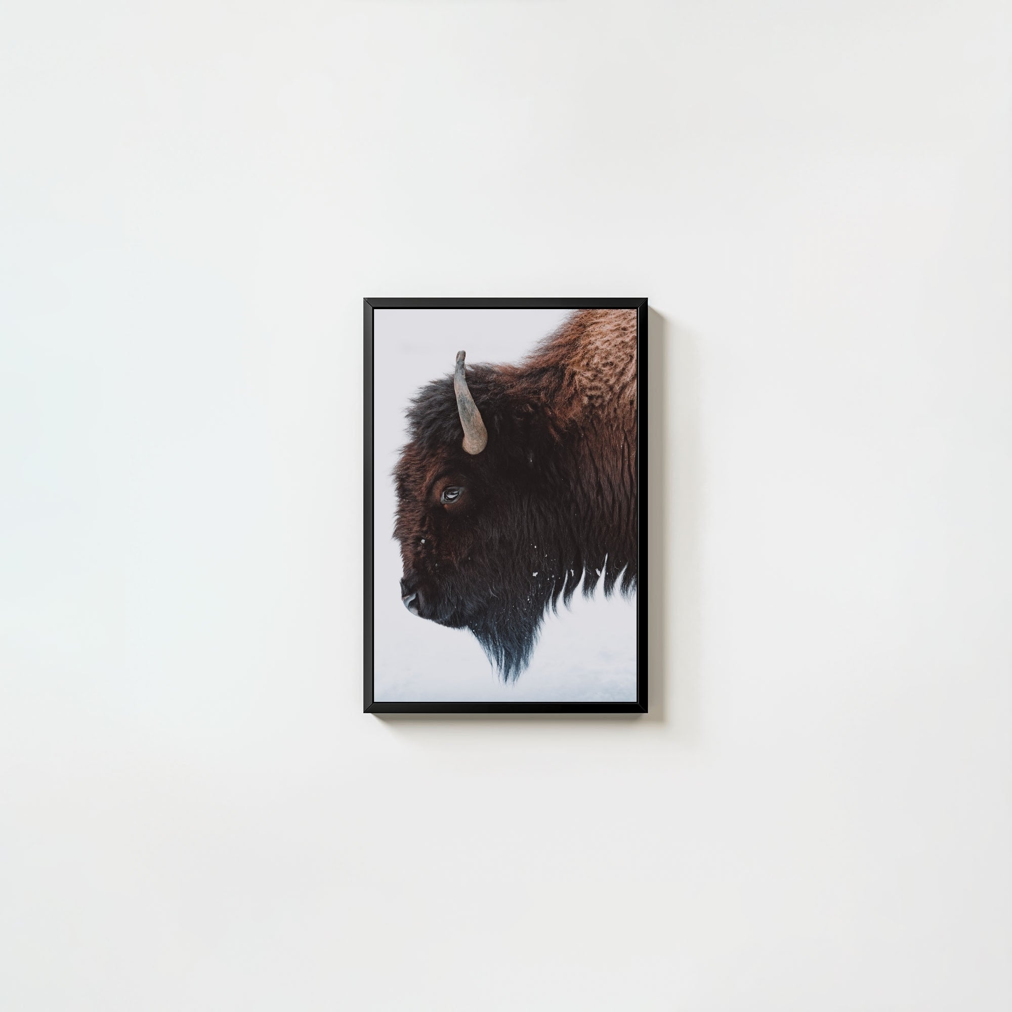 A Bison's Portrait