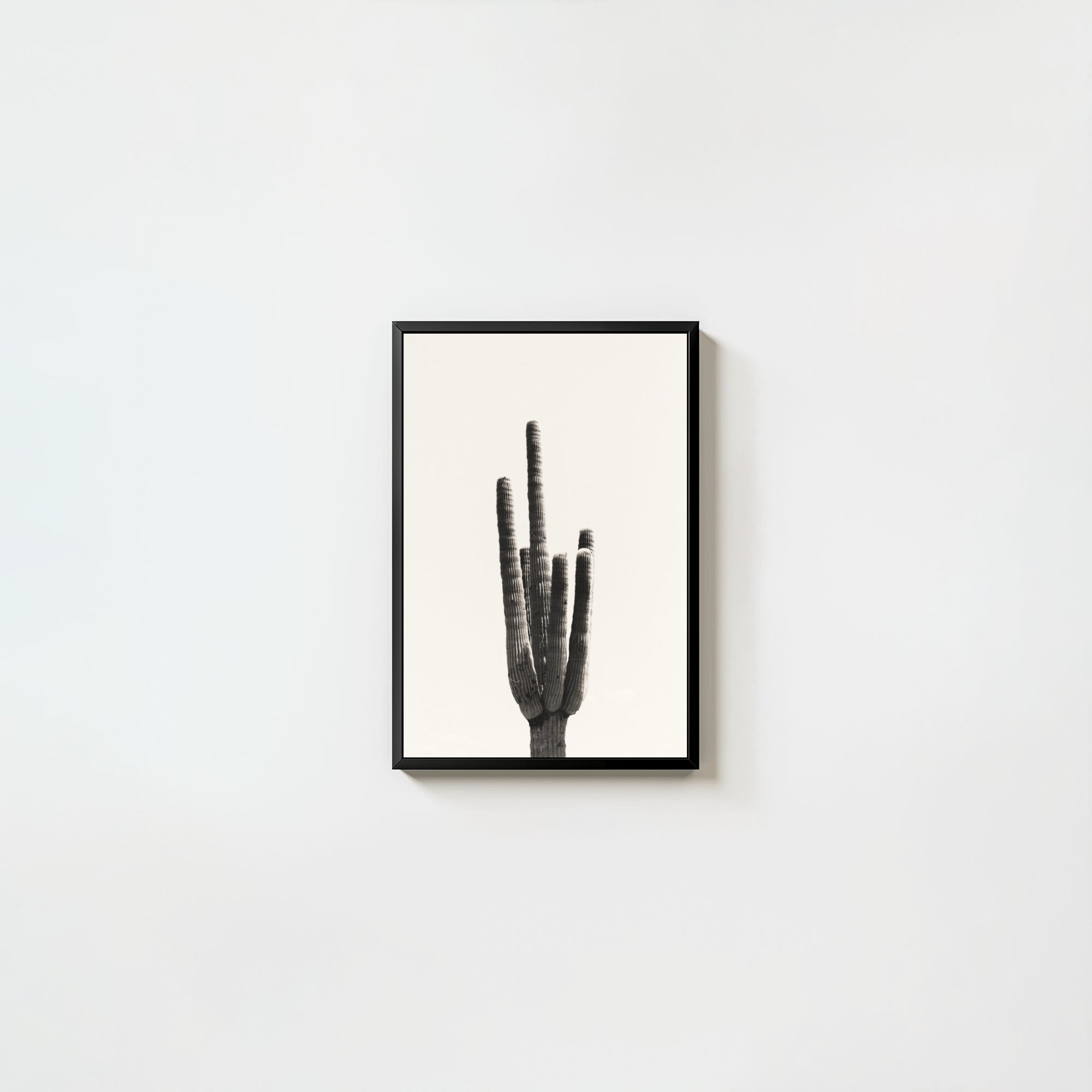 Cacti