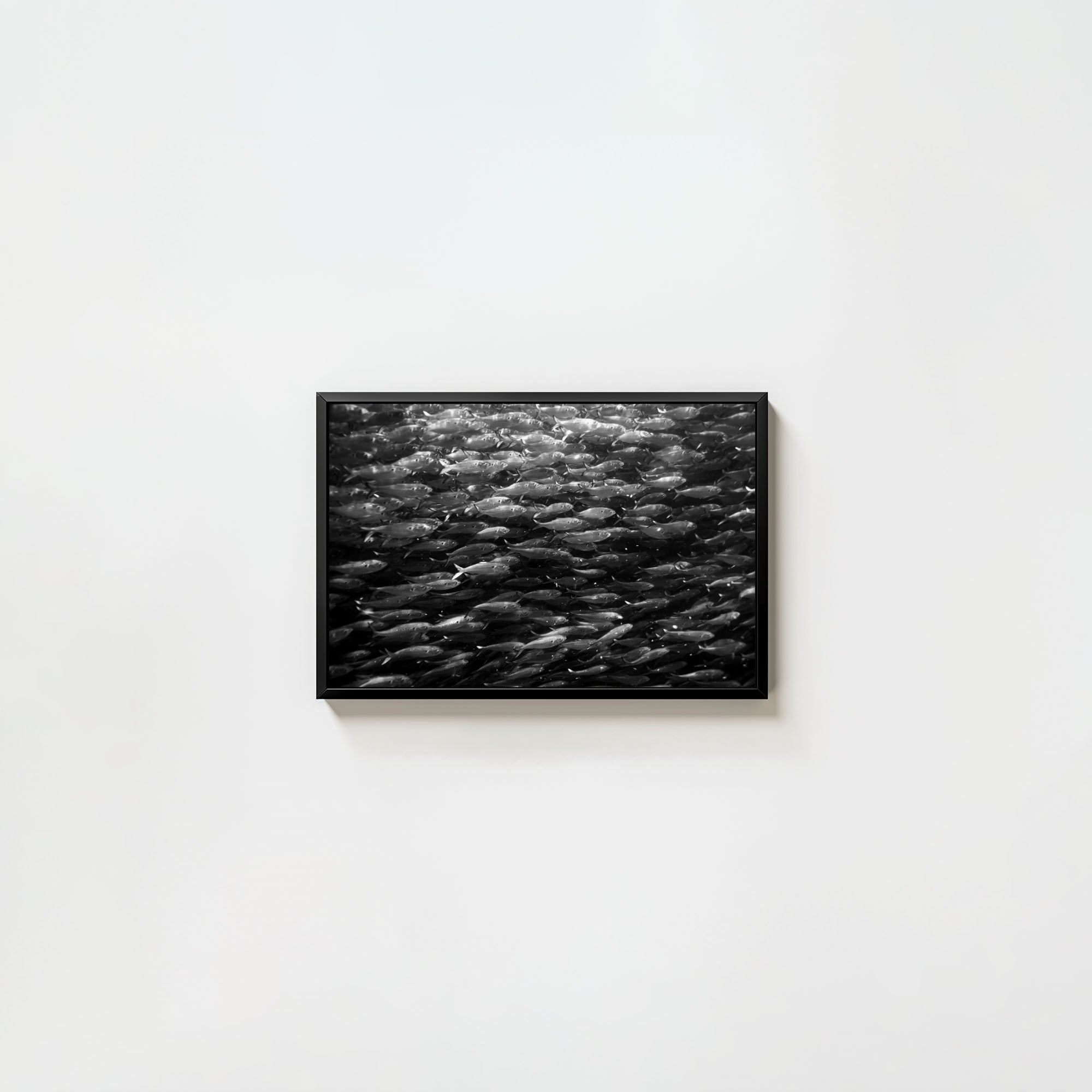 Swimming with Menhaden