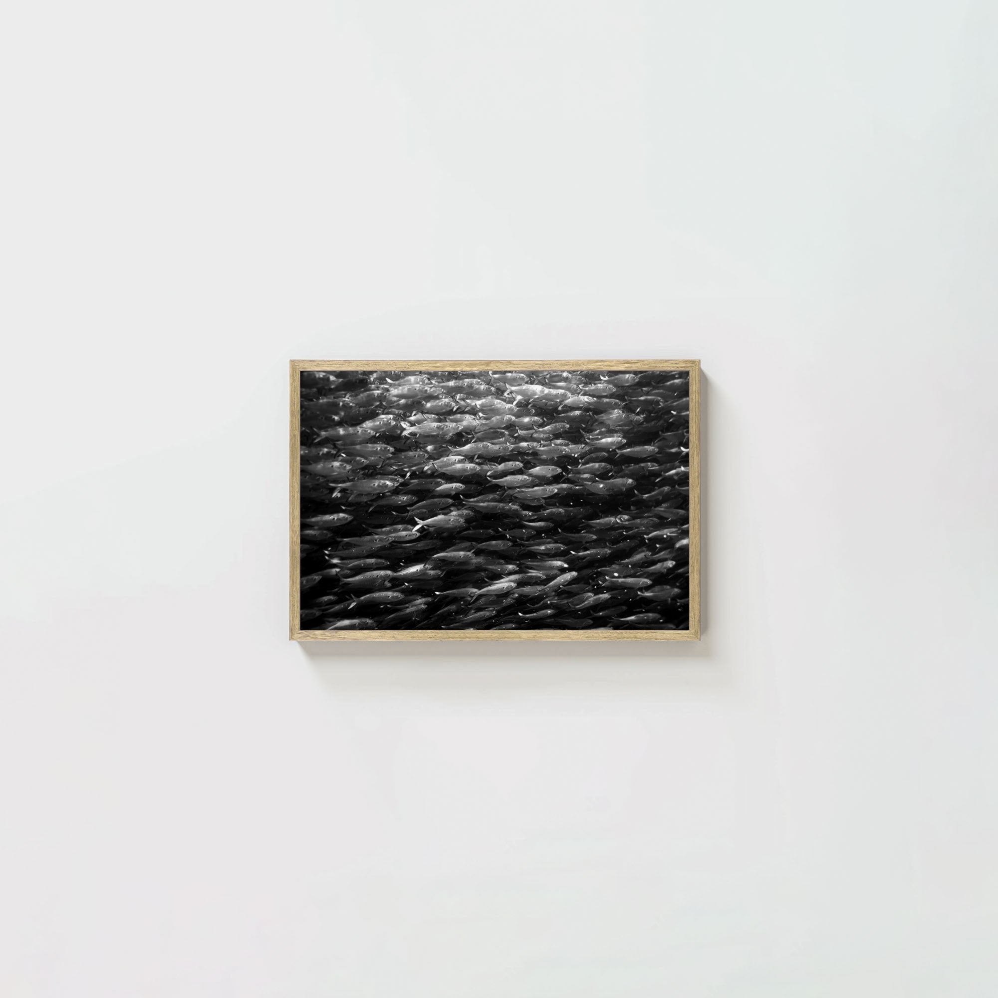 Swimming with Menhaden