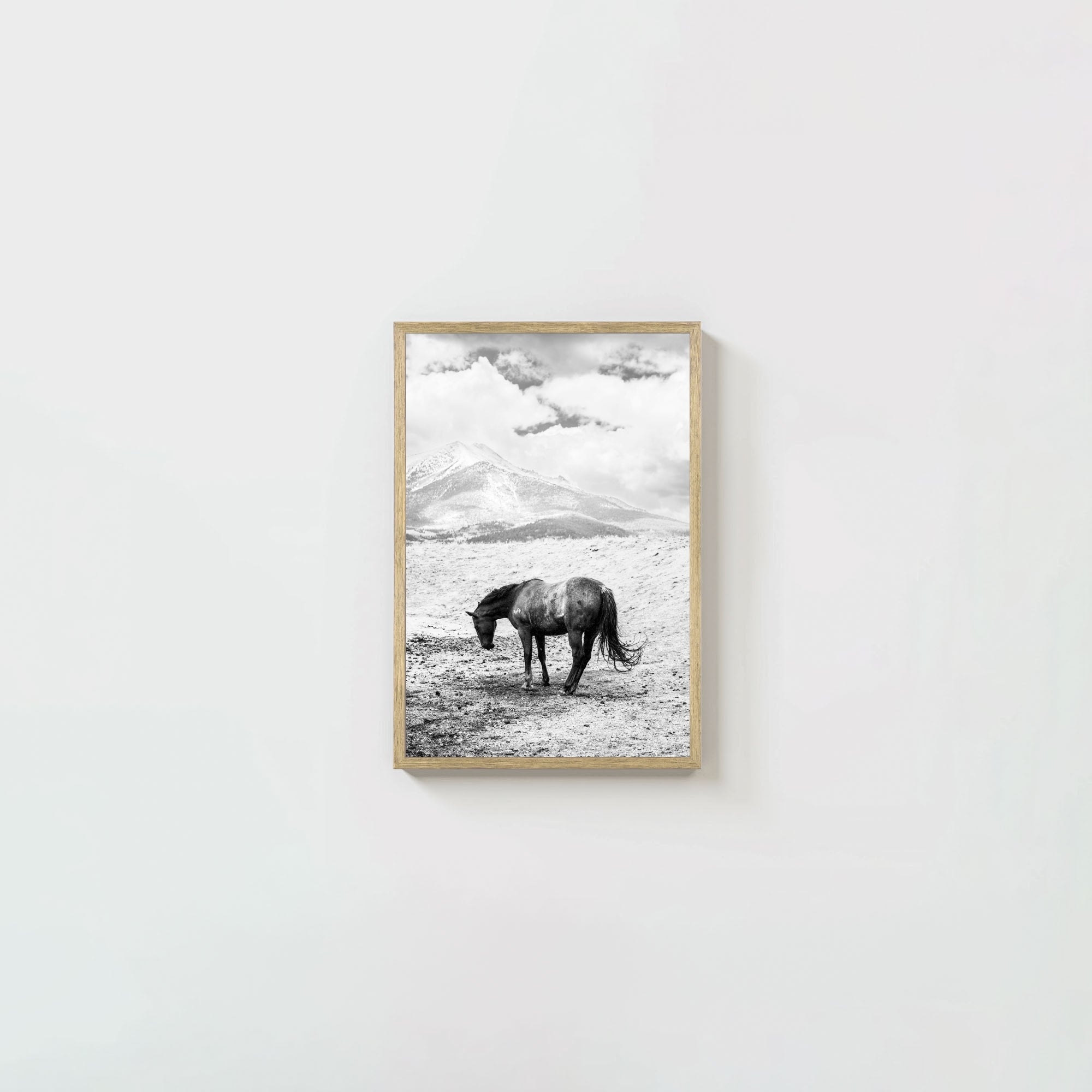 A Horse Named Sturgill
