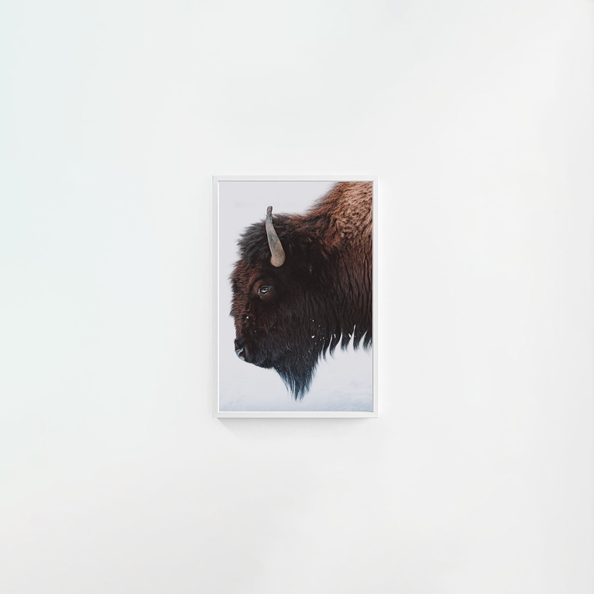 A Bison's Portrait