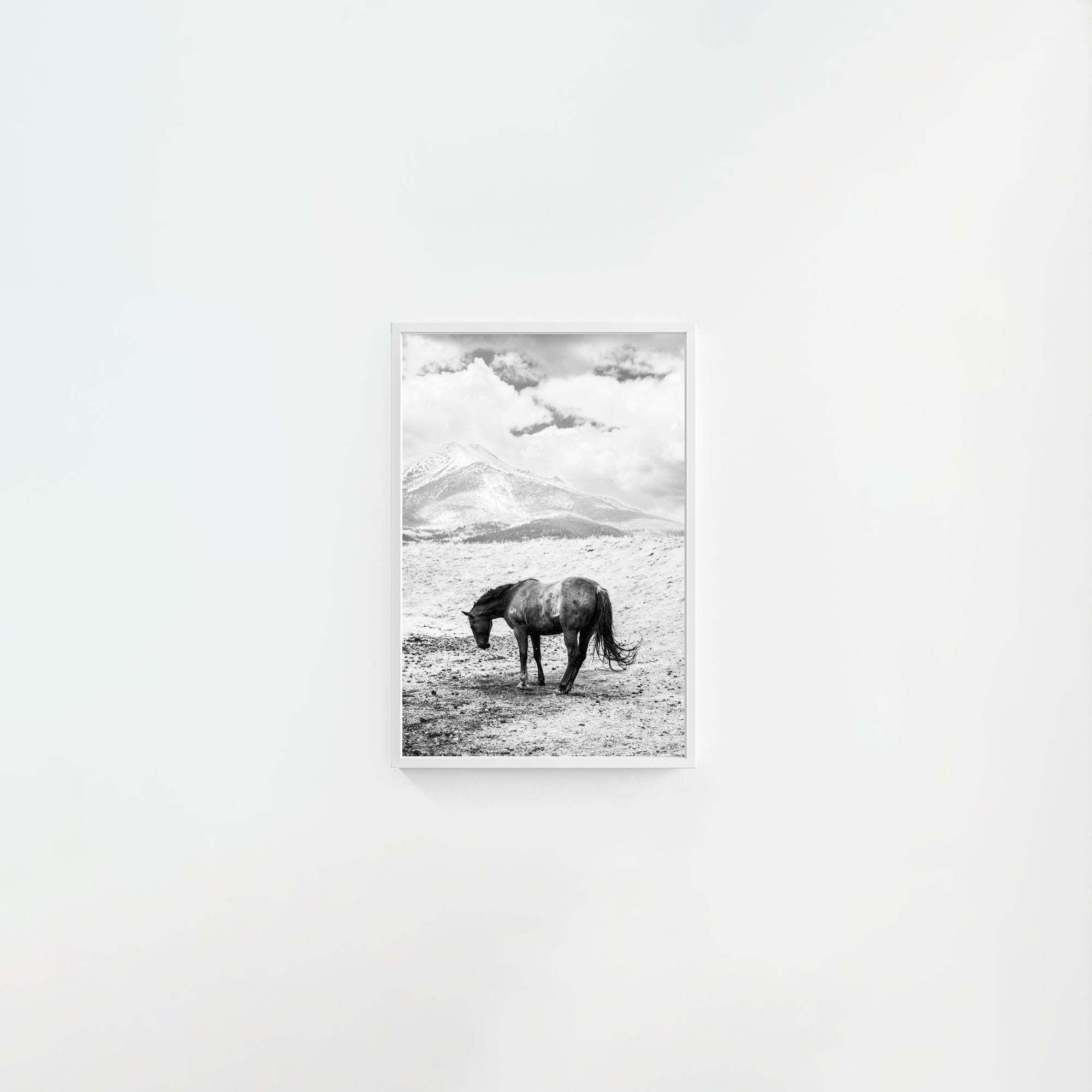 A Horse Named Sturgill