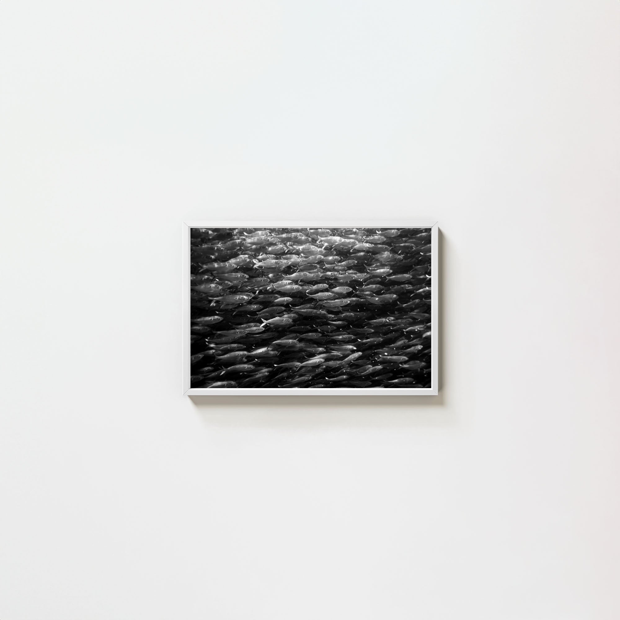 Swimming with Menhaden