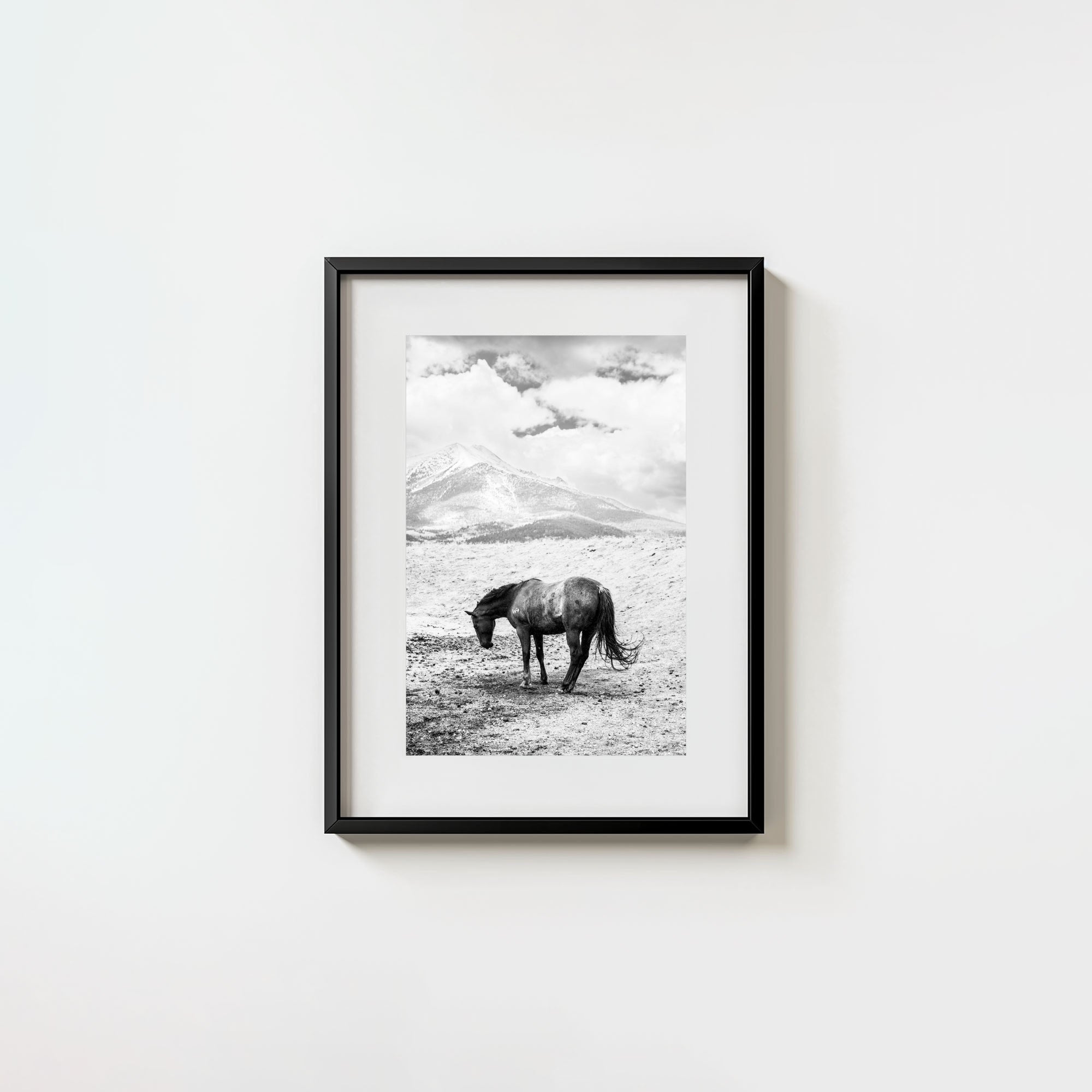 A Horse Named Sturgill