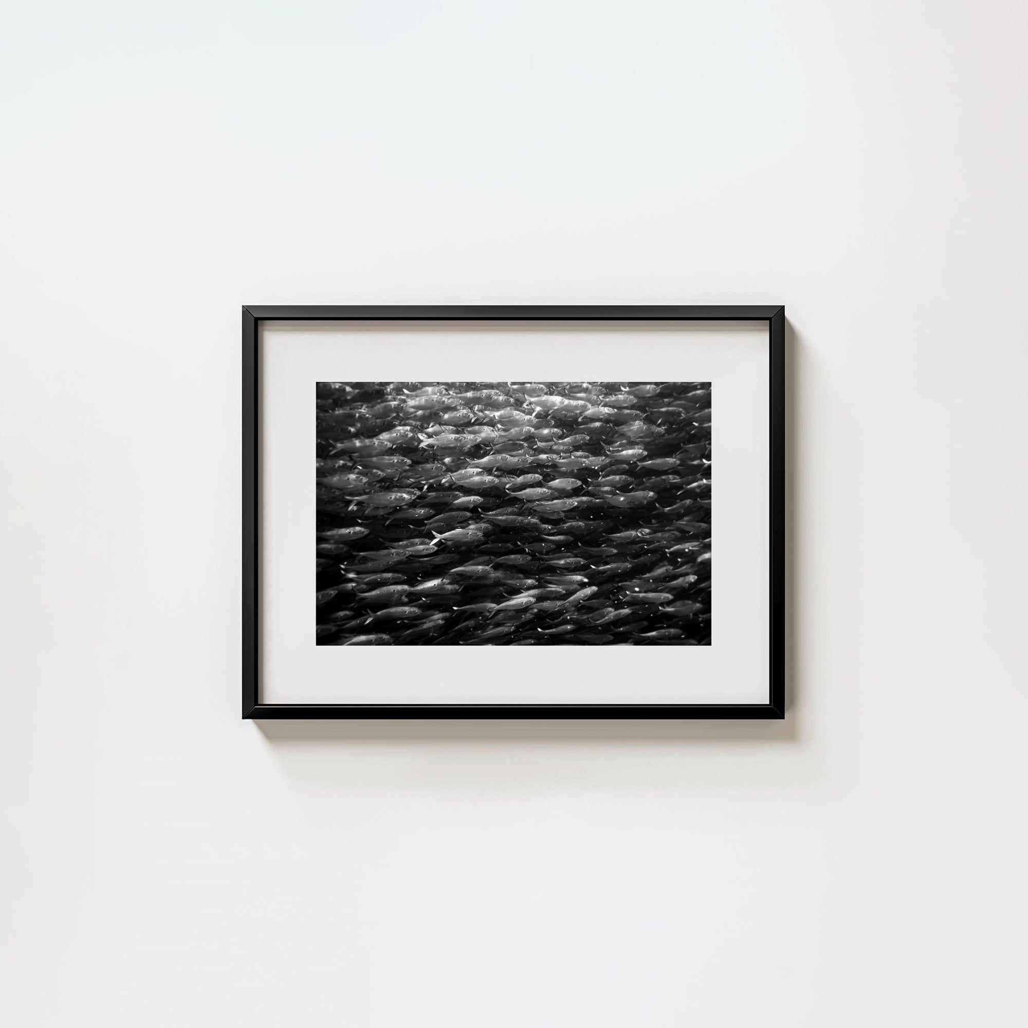 Swimming with Menhaden