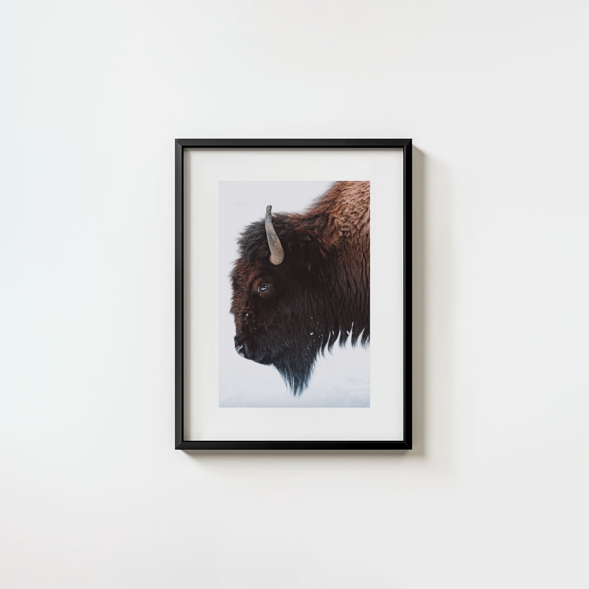 A Bison's Portrait