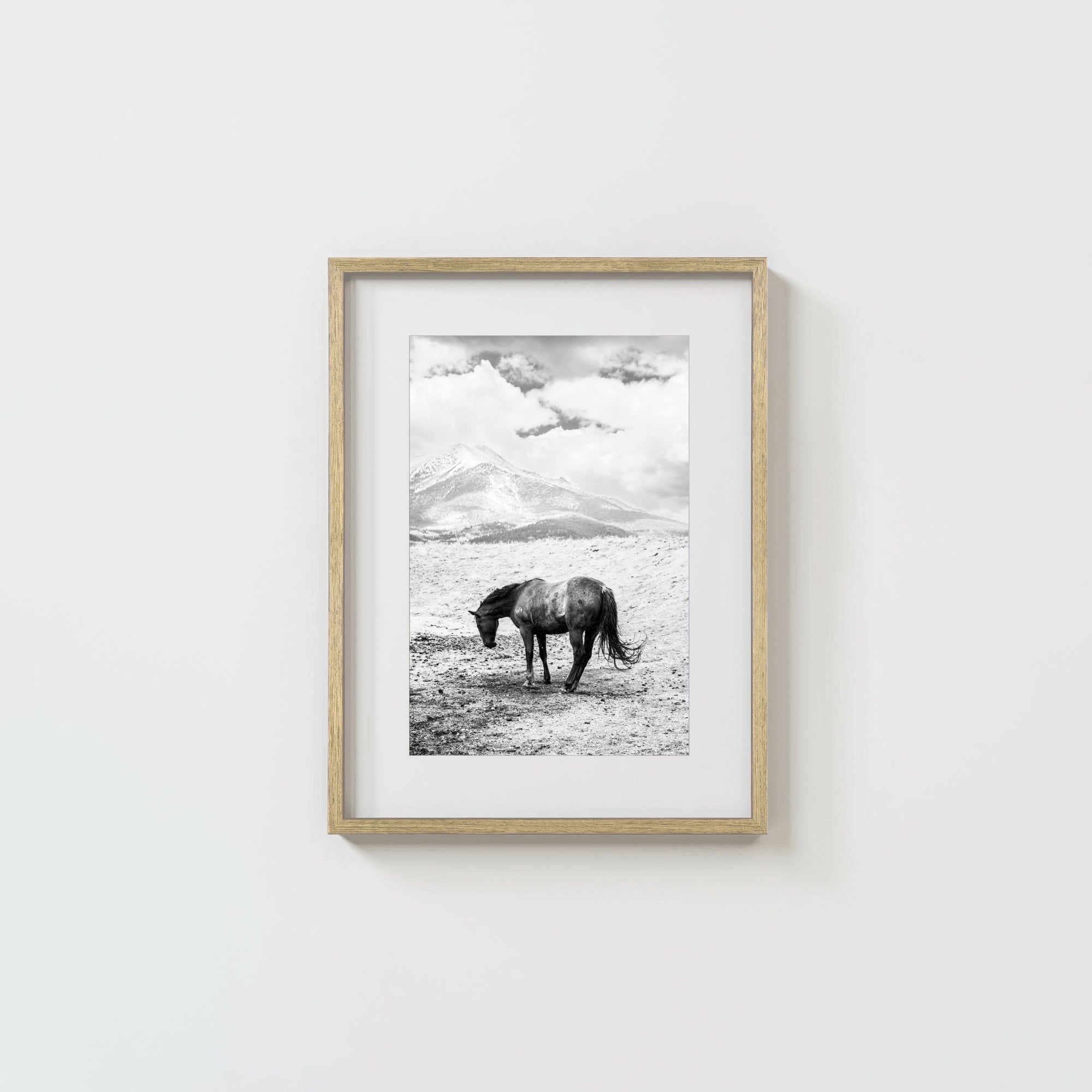 A Horse Named Sturgill