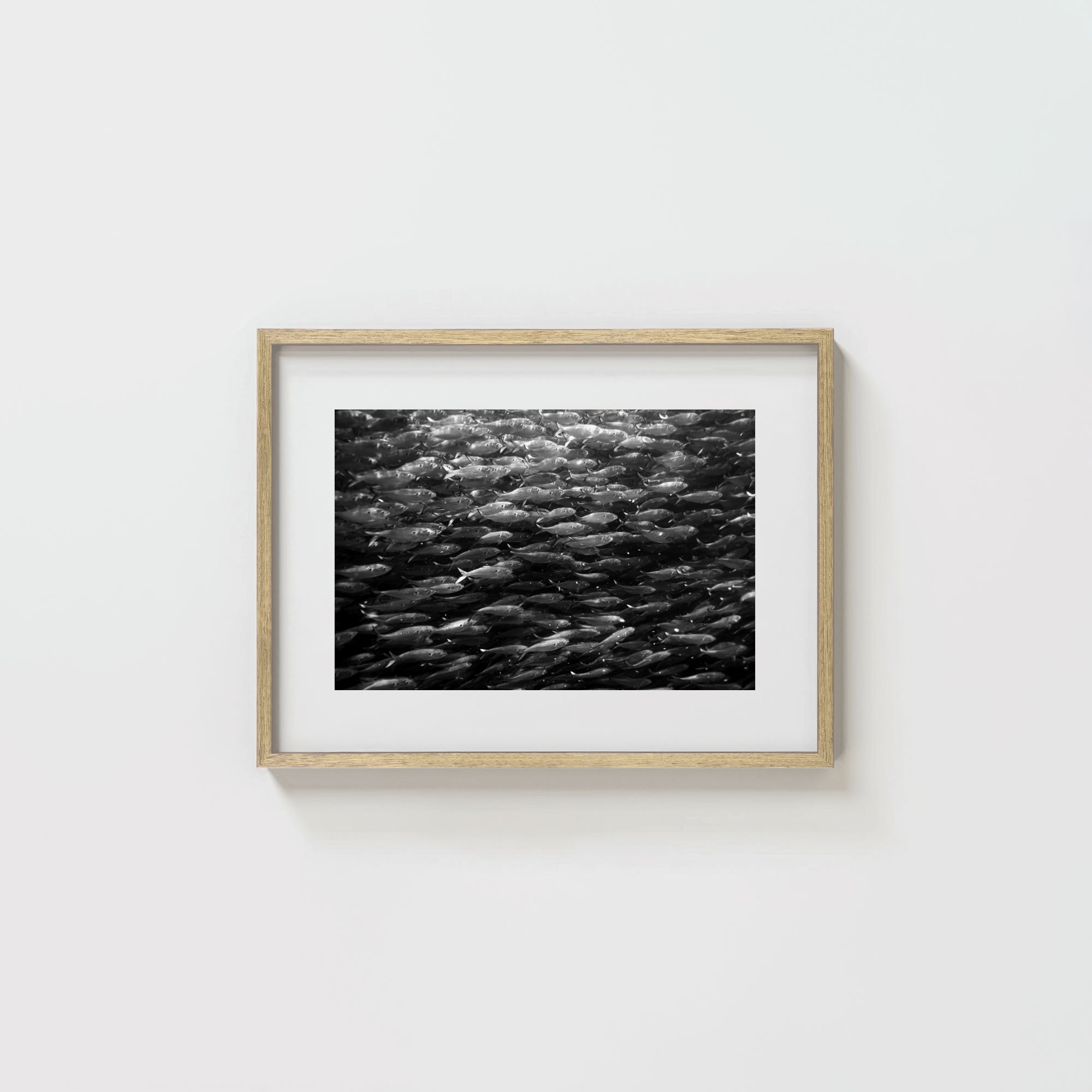Swimming with Menhaden