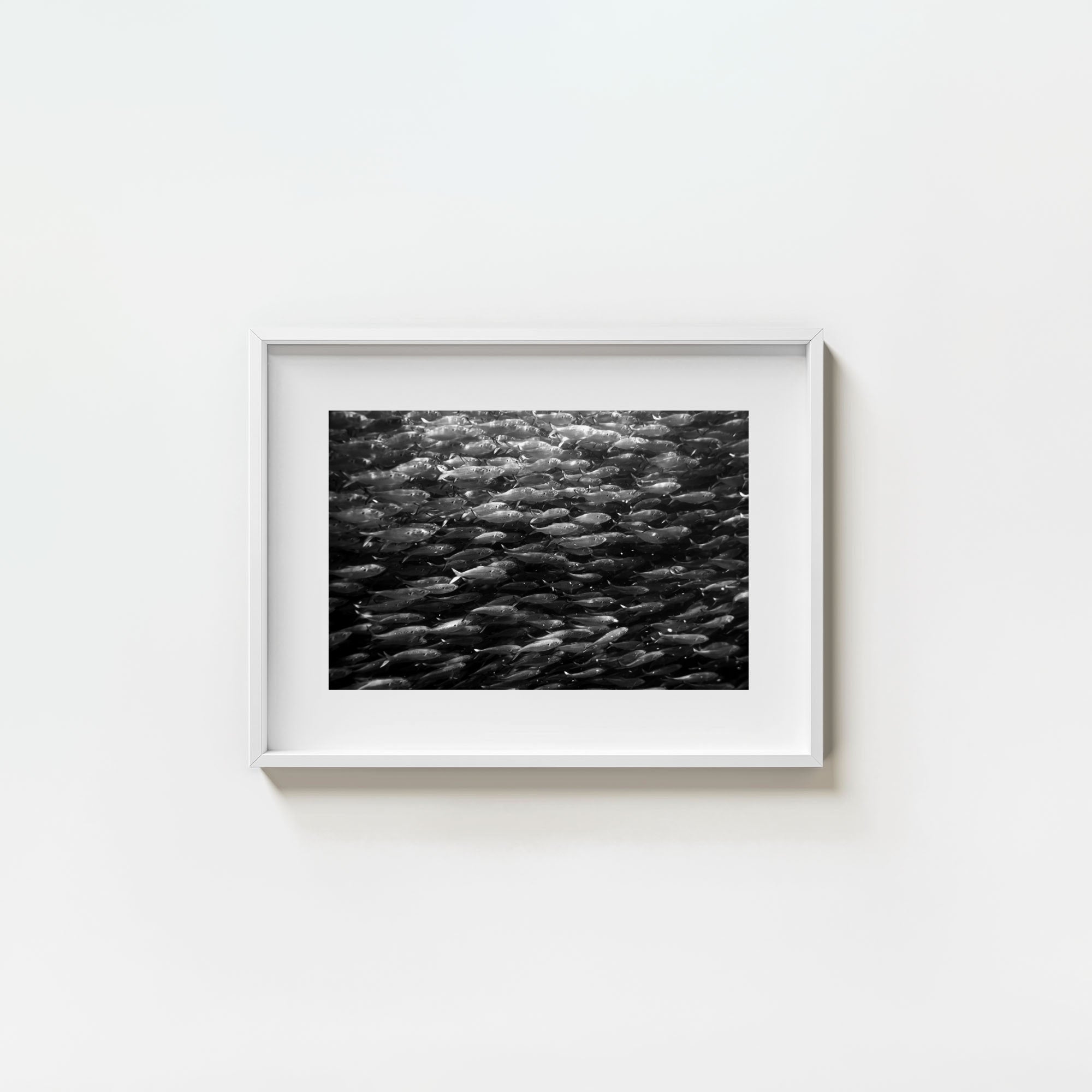 Swimming with Menhaden