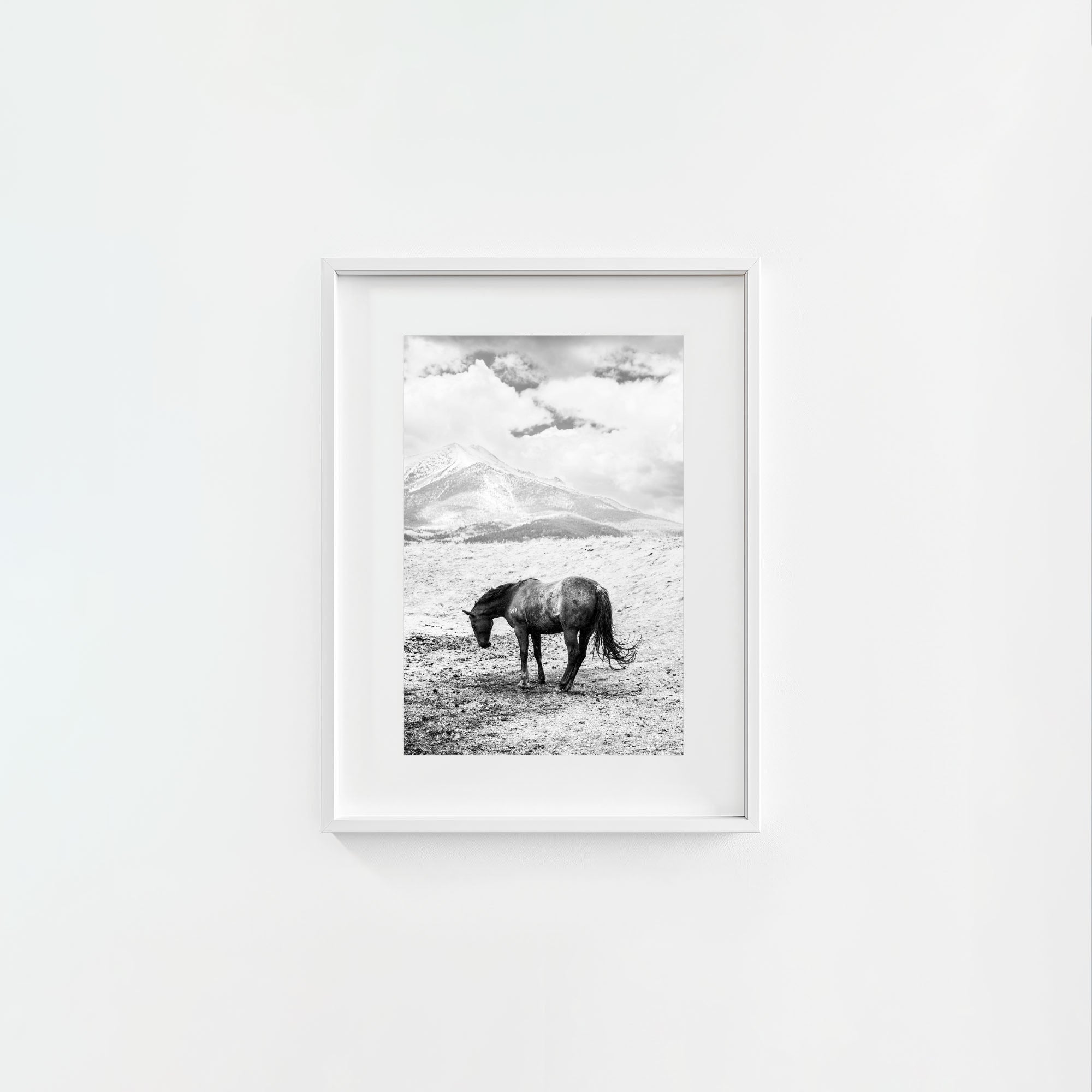 A Horse Named Sturgill