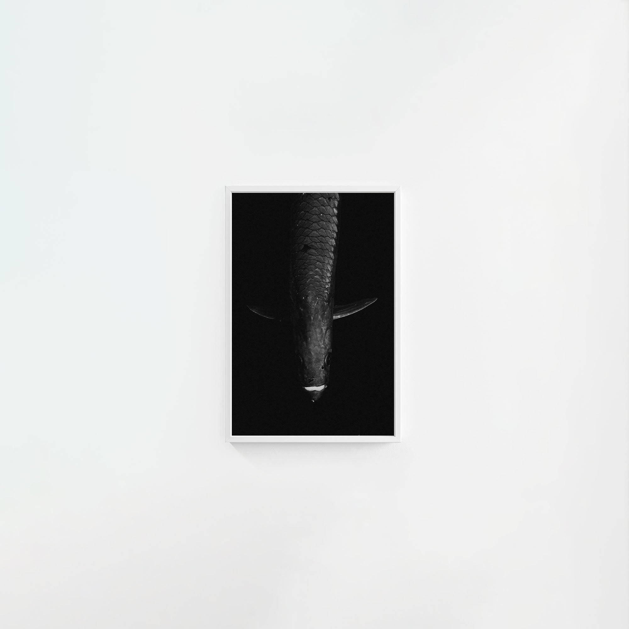 Tarpon: 'Dark Side Of The King' (6 Left!)