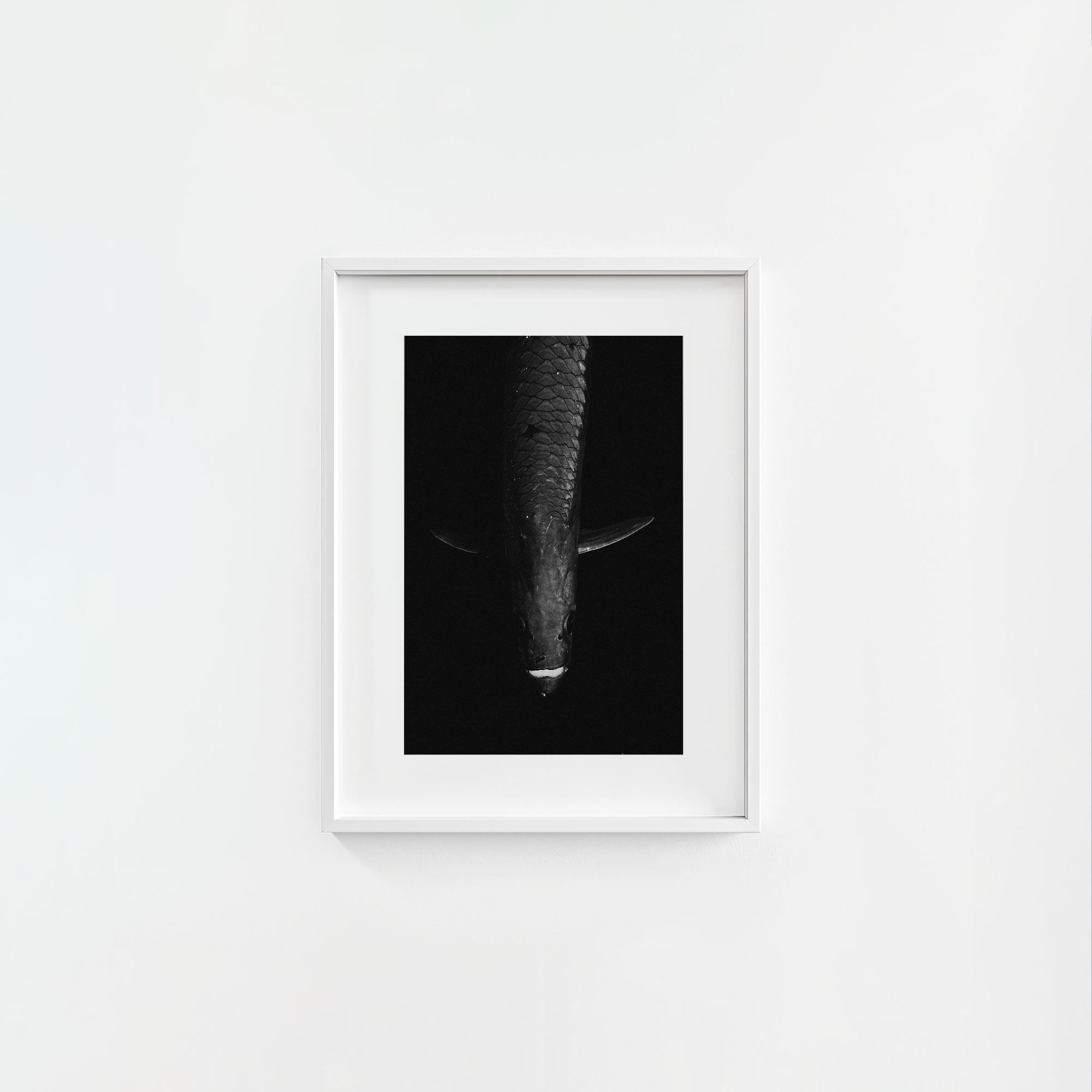 Tarpon: 'Dark Side Of The King' (6 Left!)