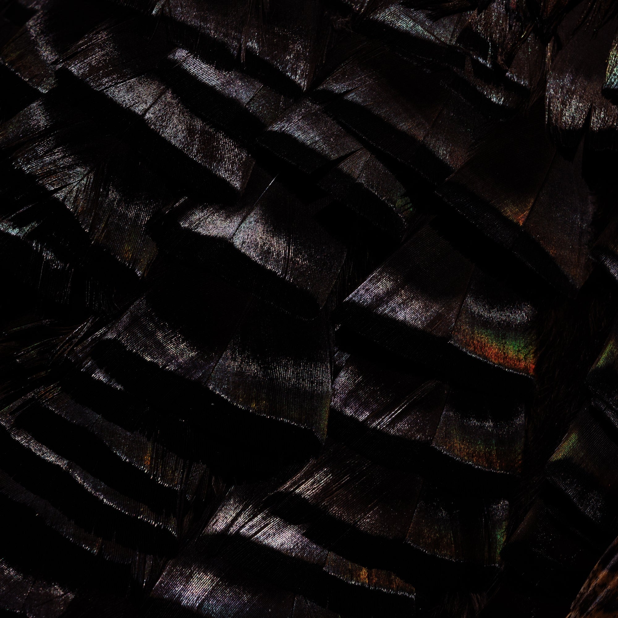 Osceola Feathers