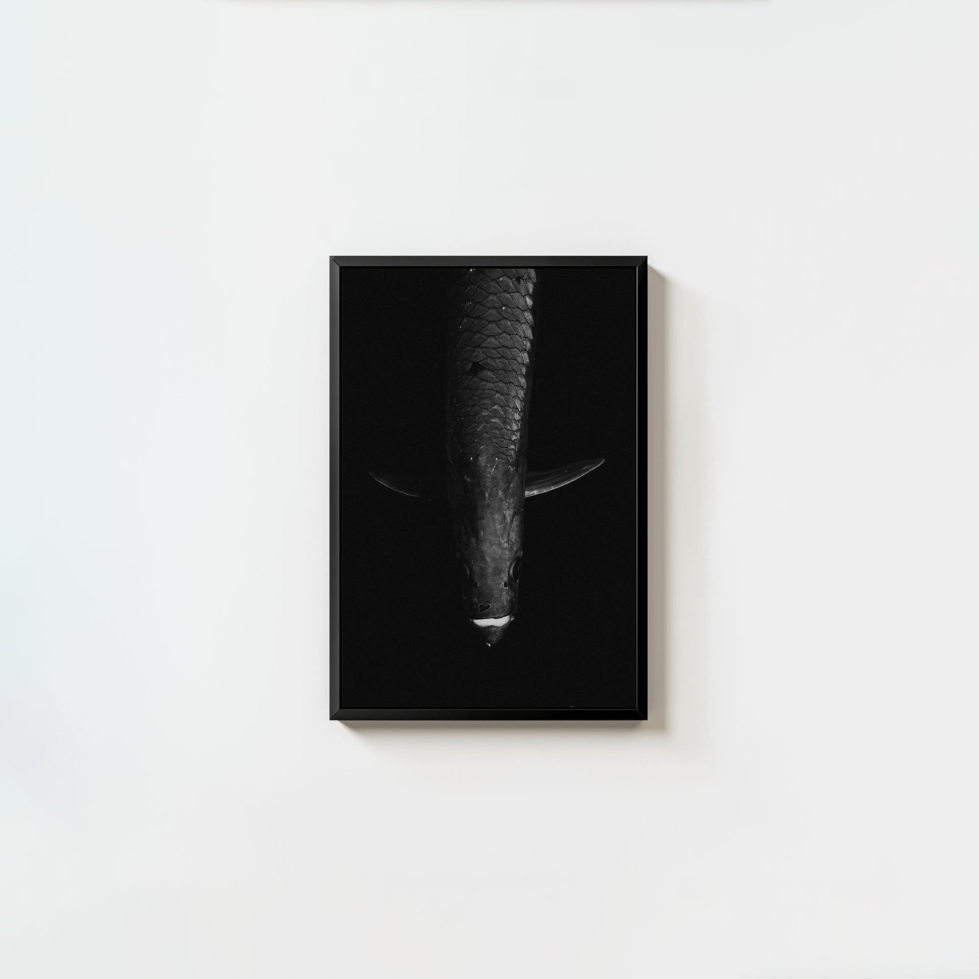 Tarpon: 'Dark Side Of The King' (6 Left!)