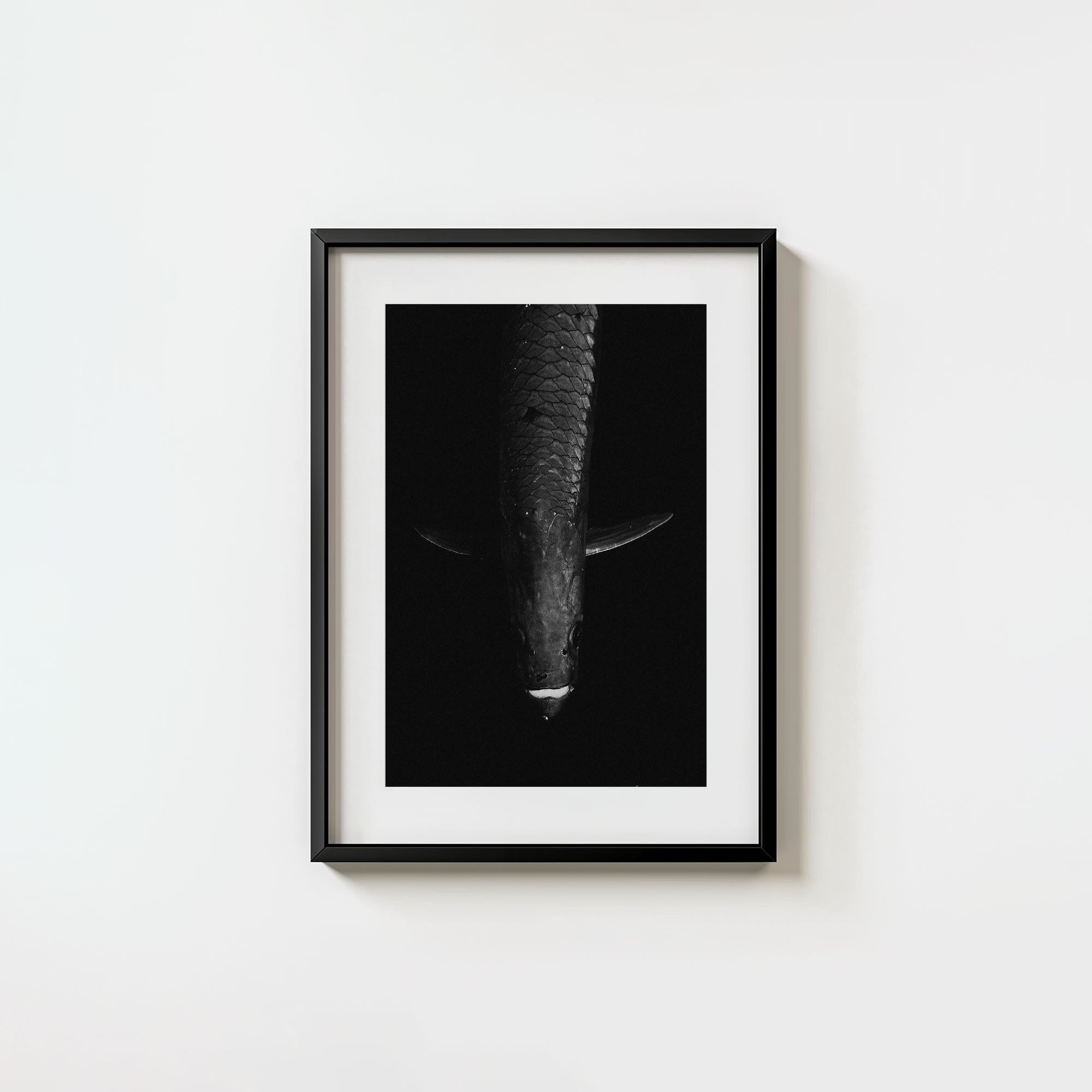 Tarpon: 'Dark Side Of The King' (6 Left!)