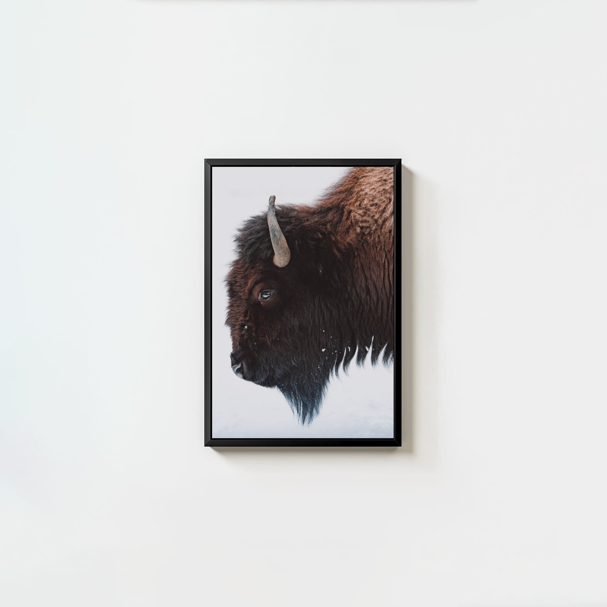A Bison's Portrait