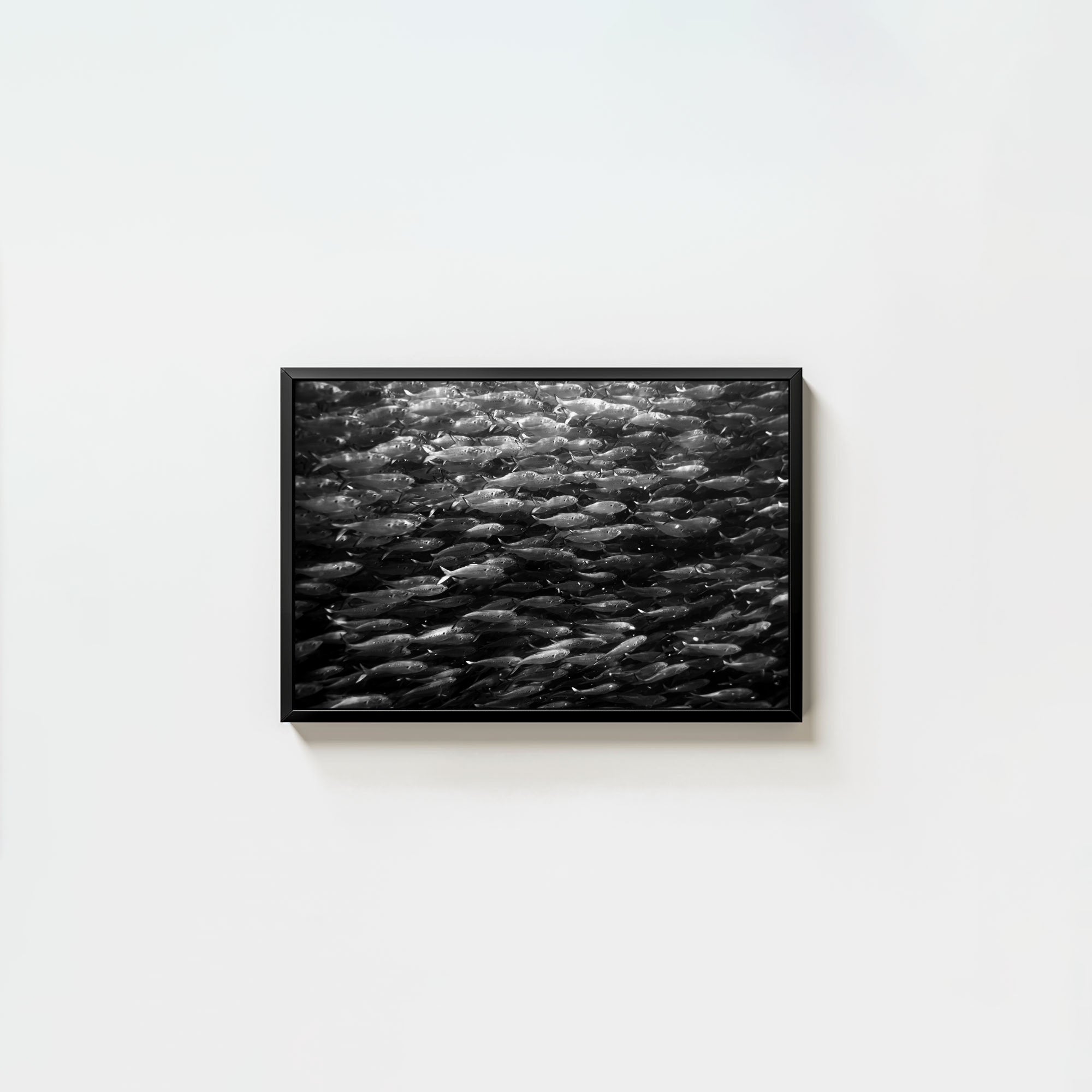 Swimming with Menhaden