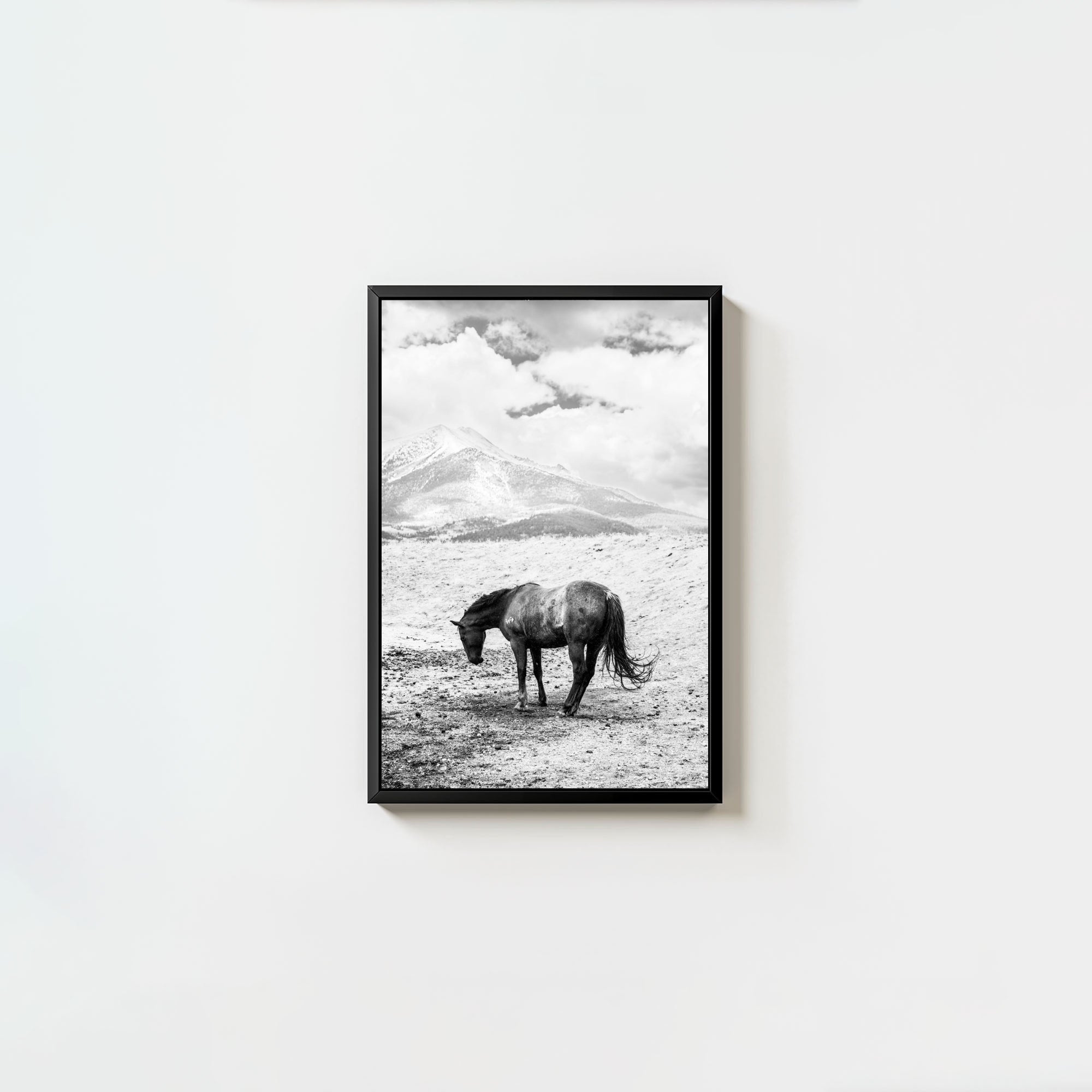 A Horse Named Sturgill