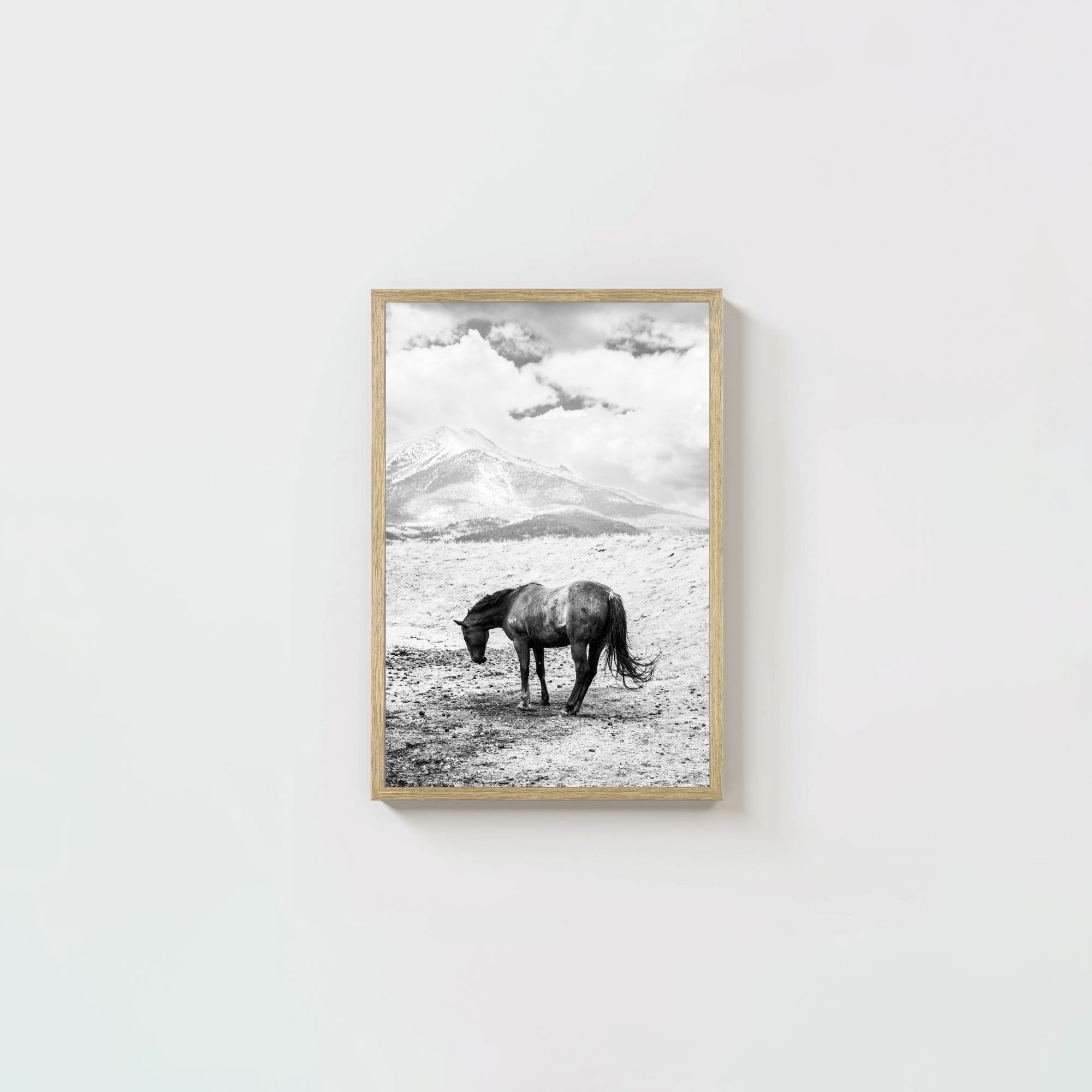 A Horse Named Sturgill