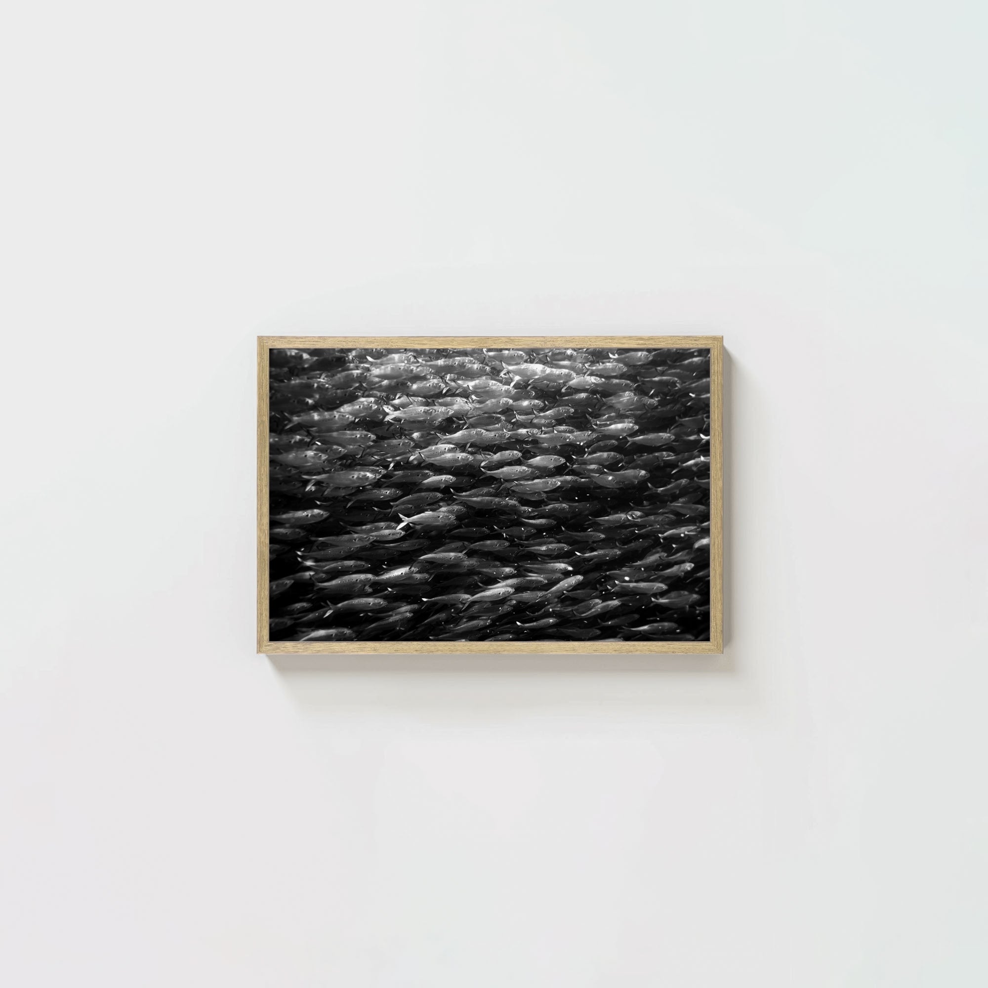 Swimming with Menhaden