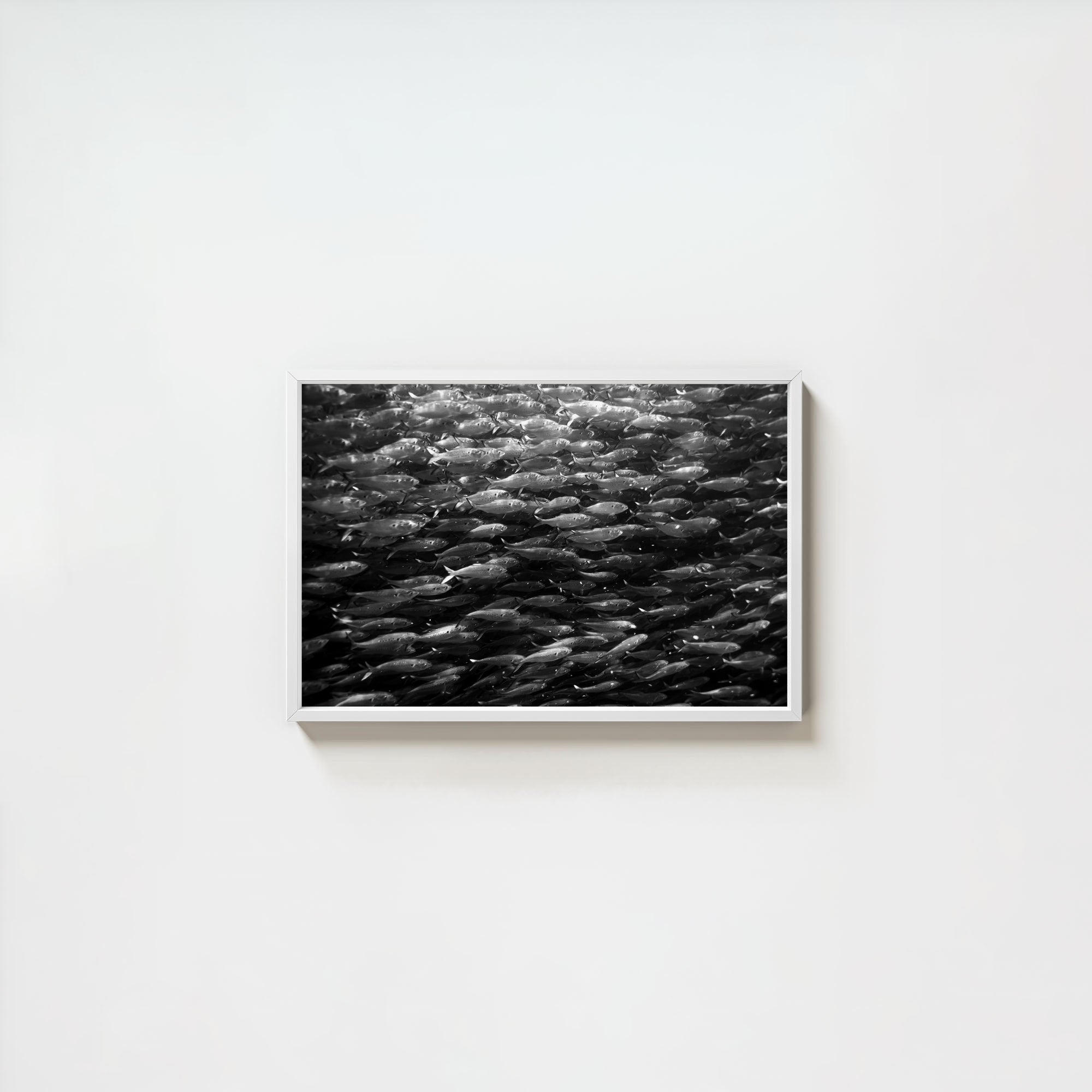 Swimming with Menhaden