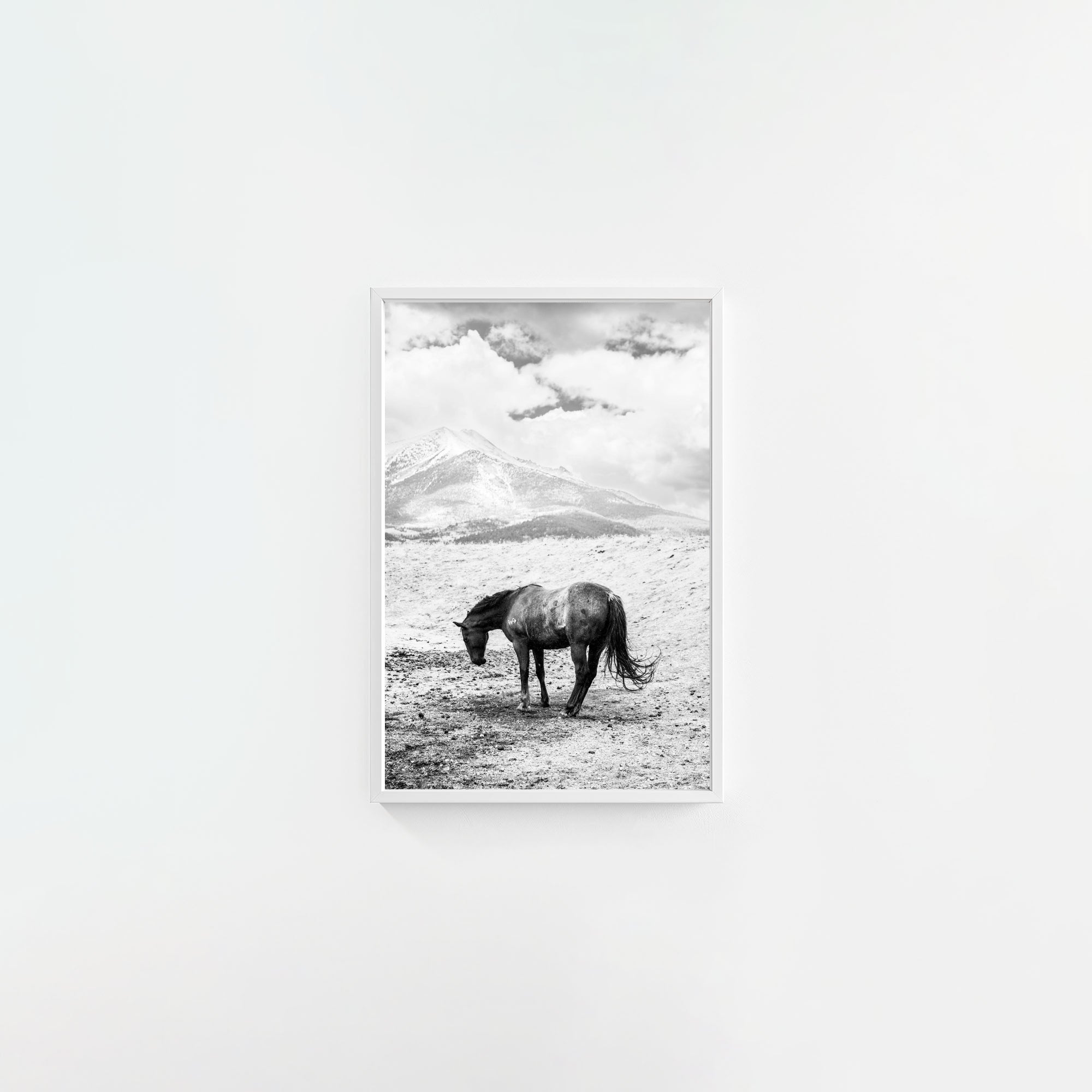 A Horse Named Sturgill