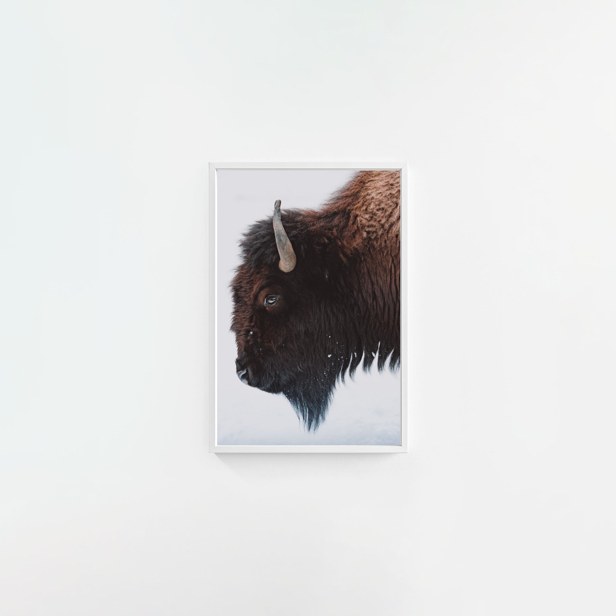 A Bison's Portrait