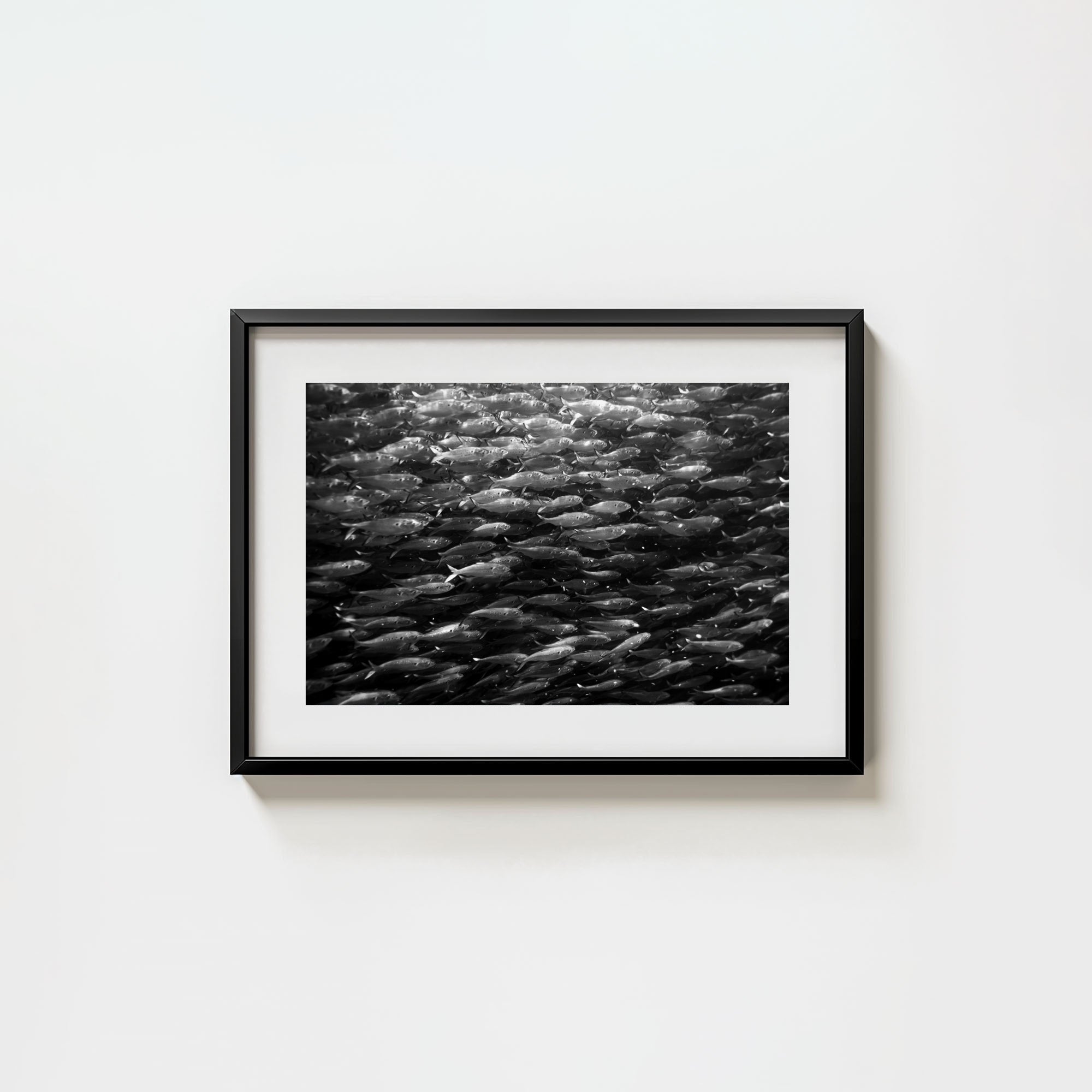Swimming with Menhaden