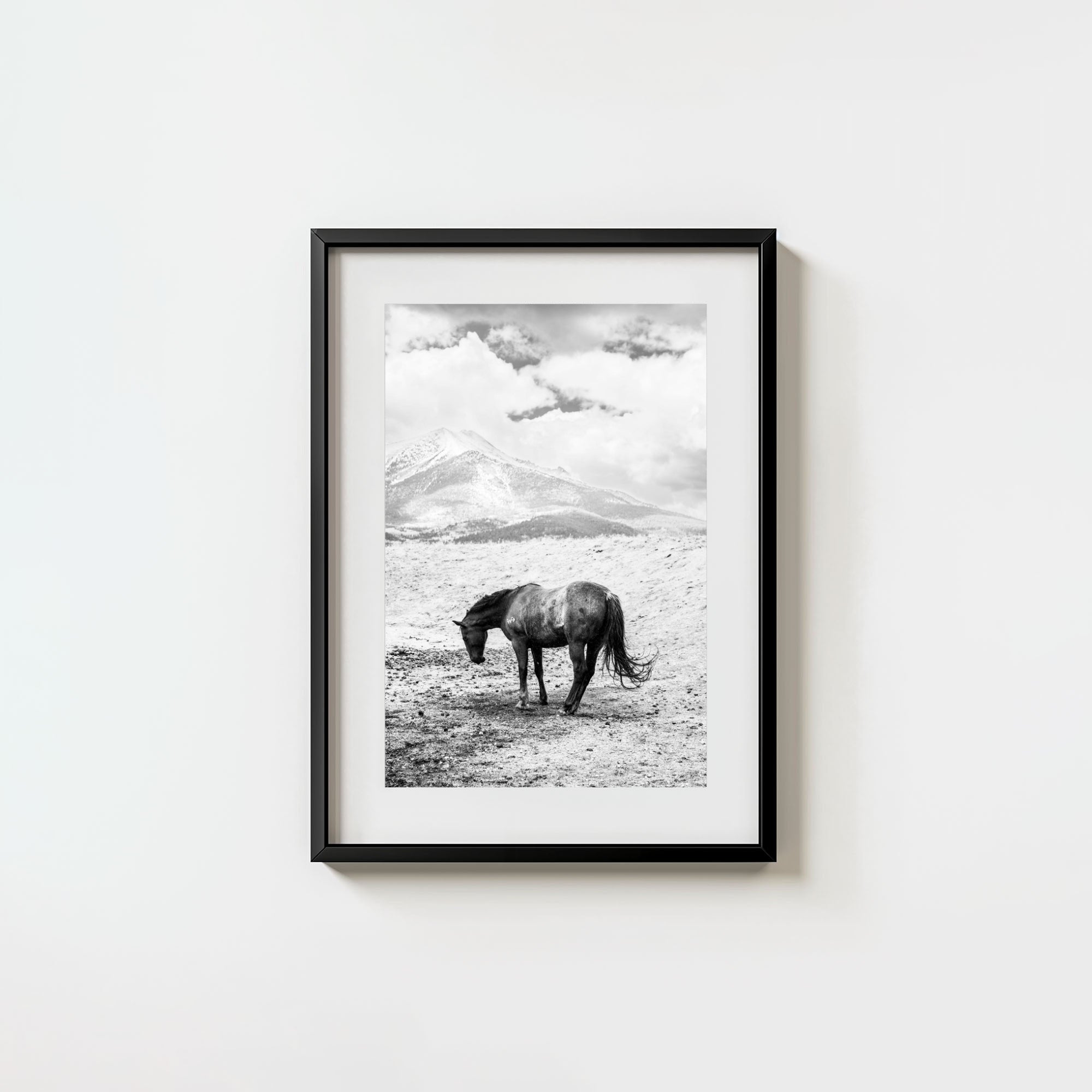 A Horse Named Sturgill